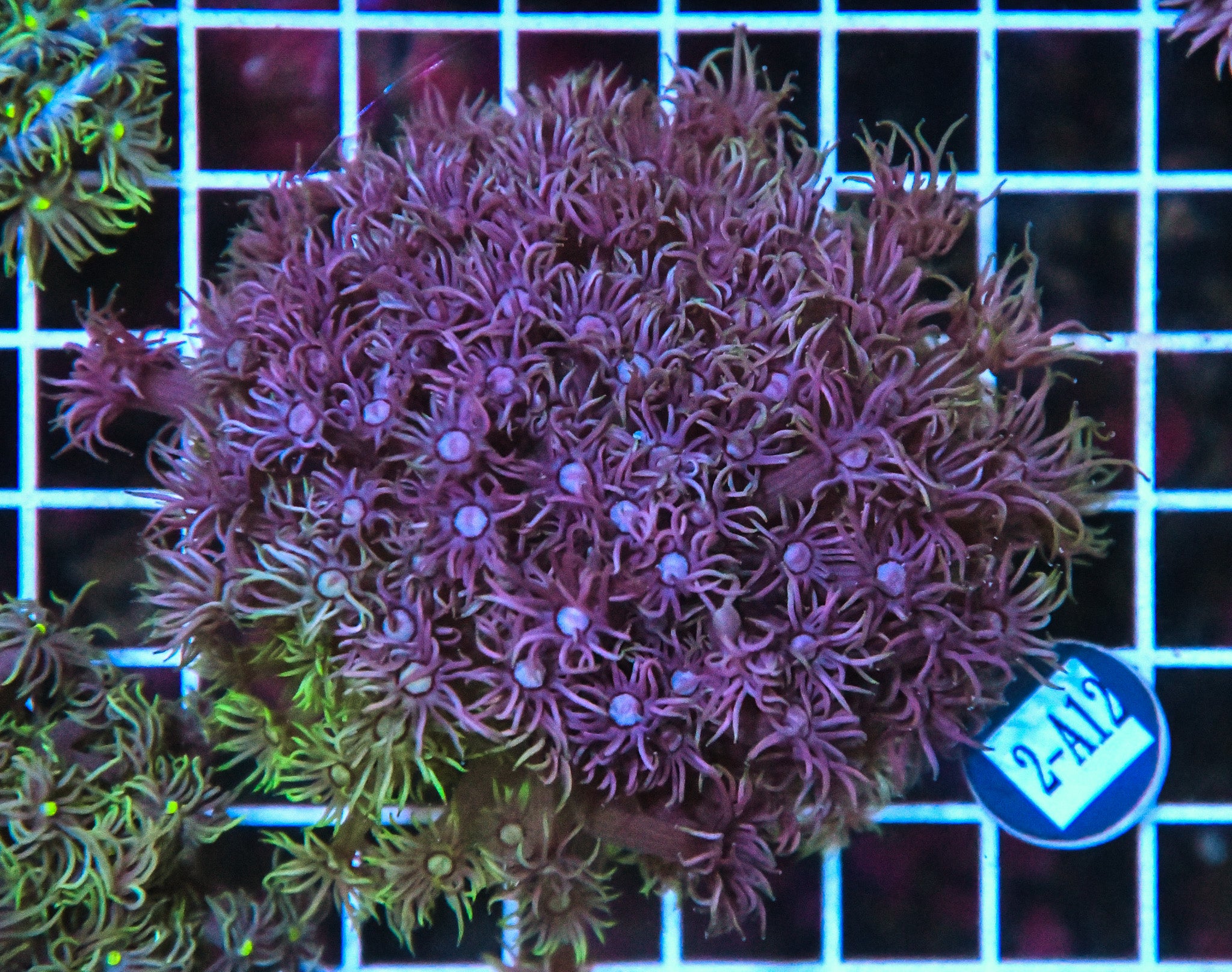 Goniopora WAUS GRAFTED