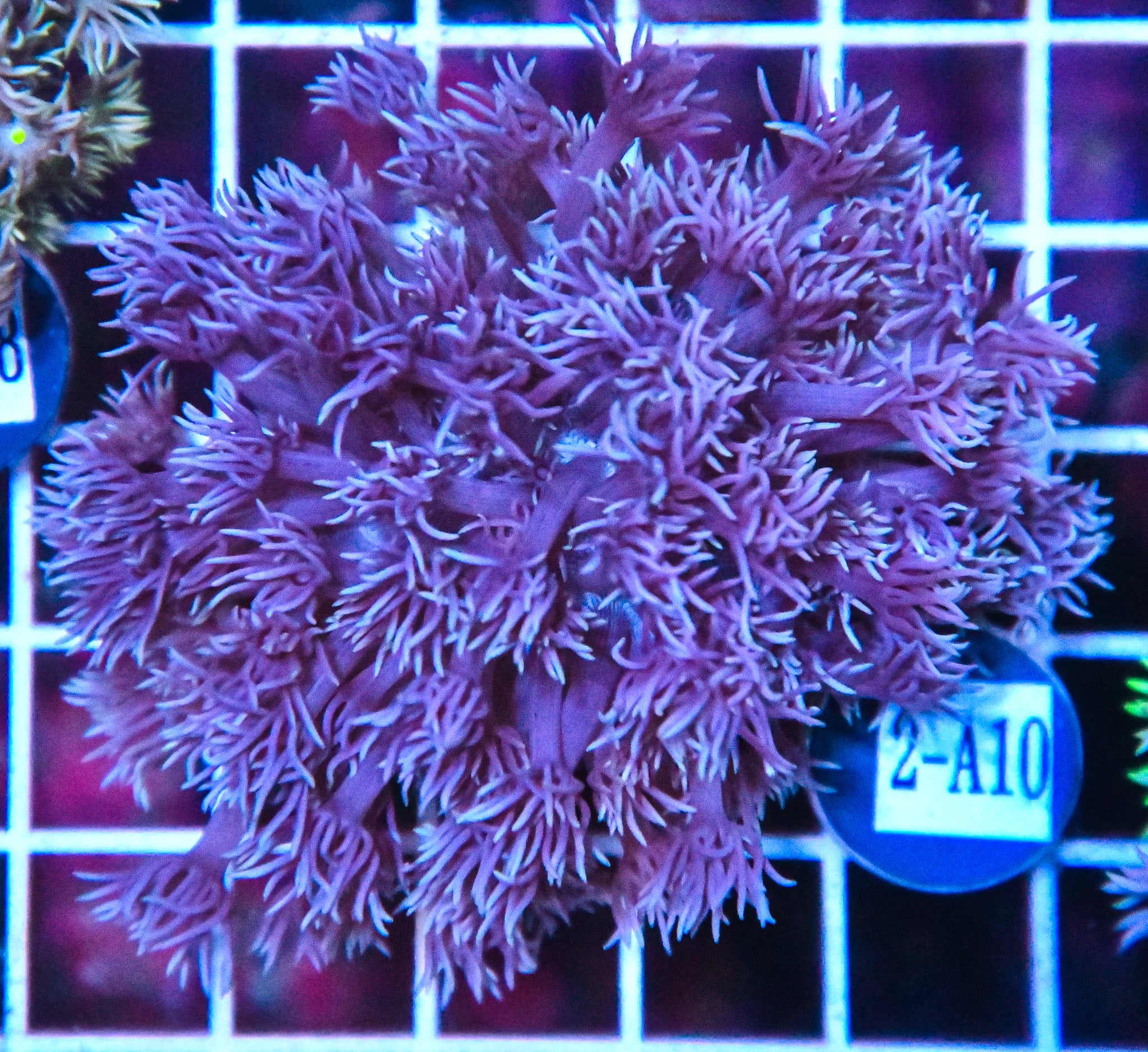 Goniopora WAUS