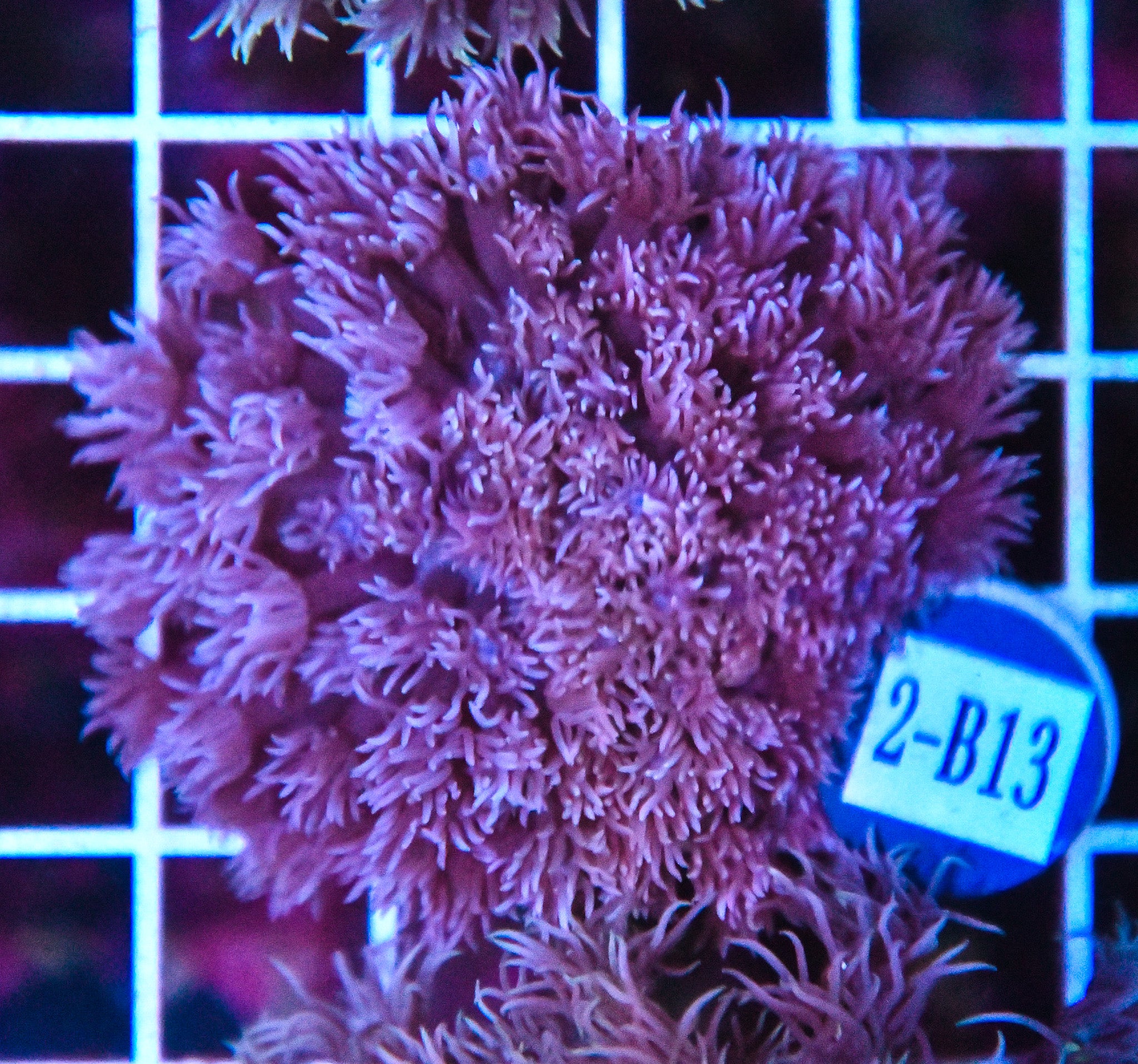 Goniopora WAUS