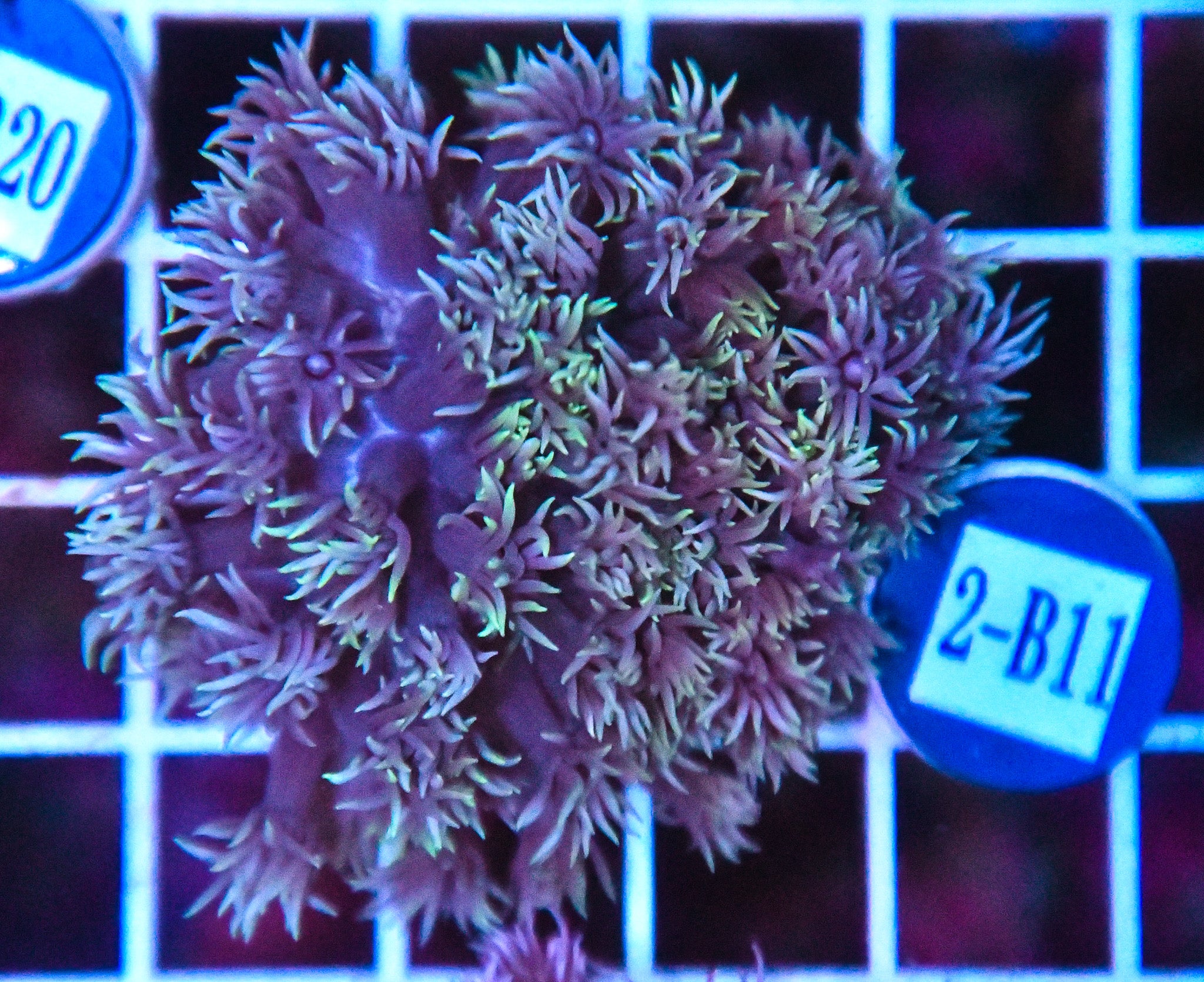 Goniopora WAUS