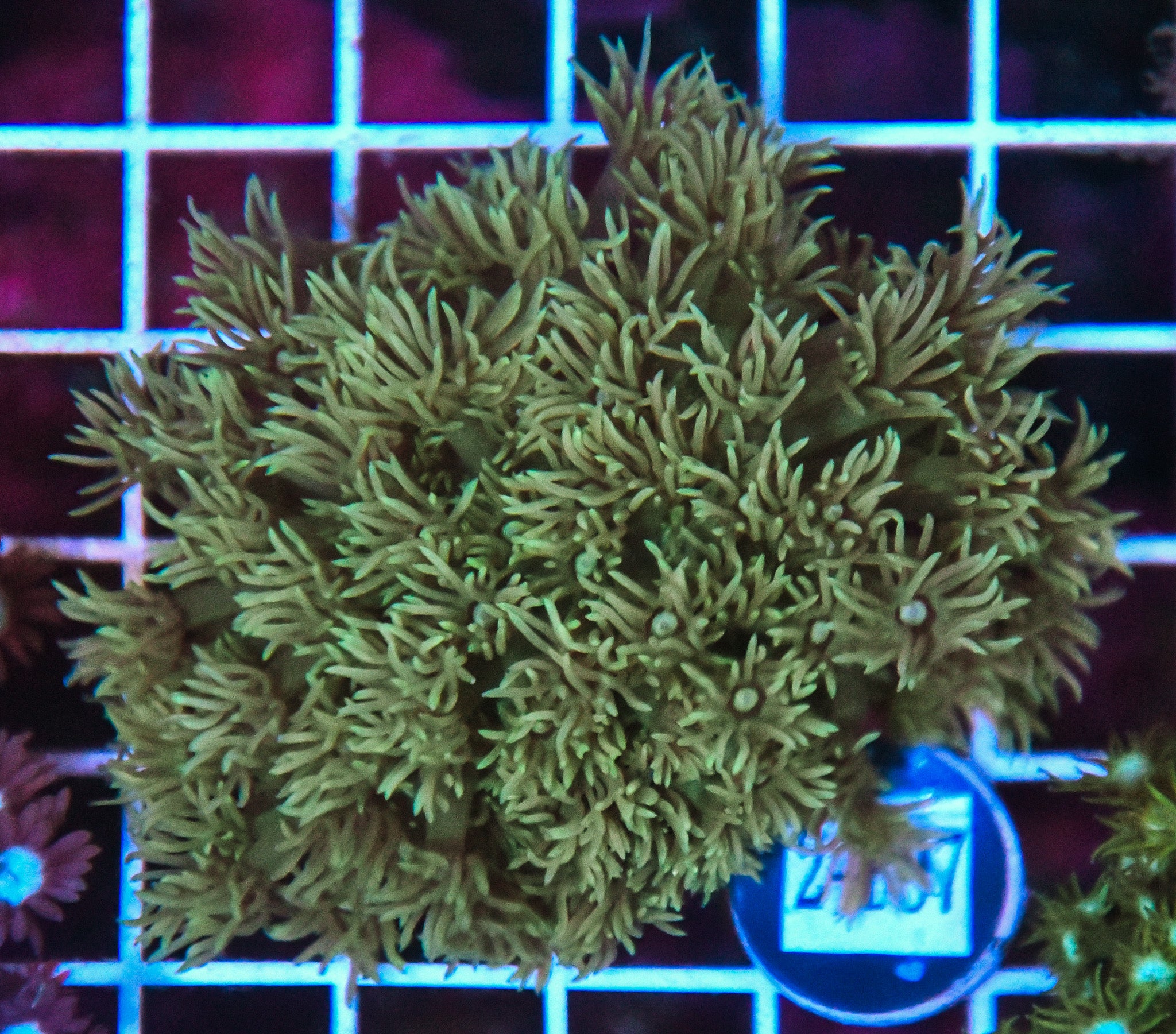 Goniopora WAUS