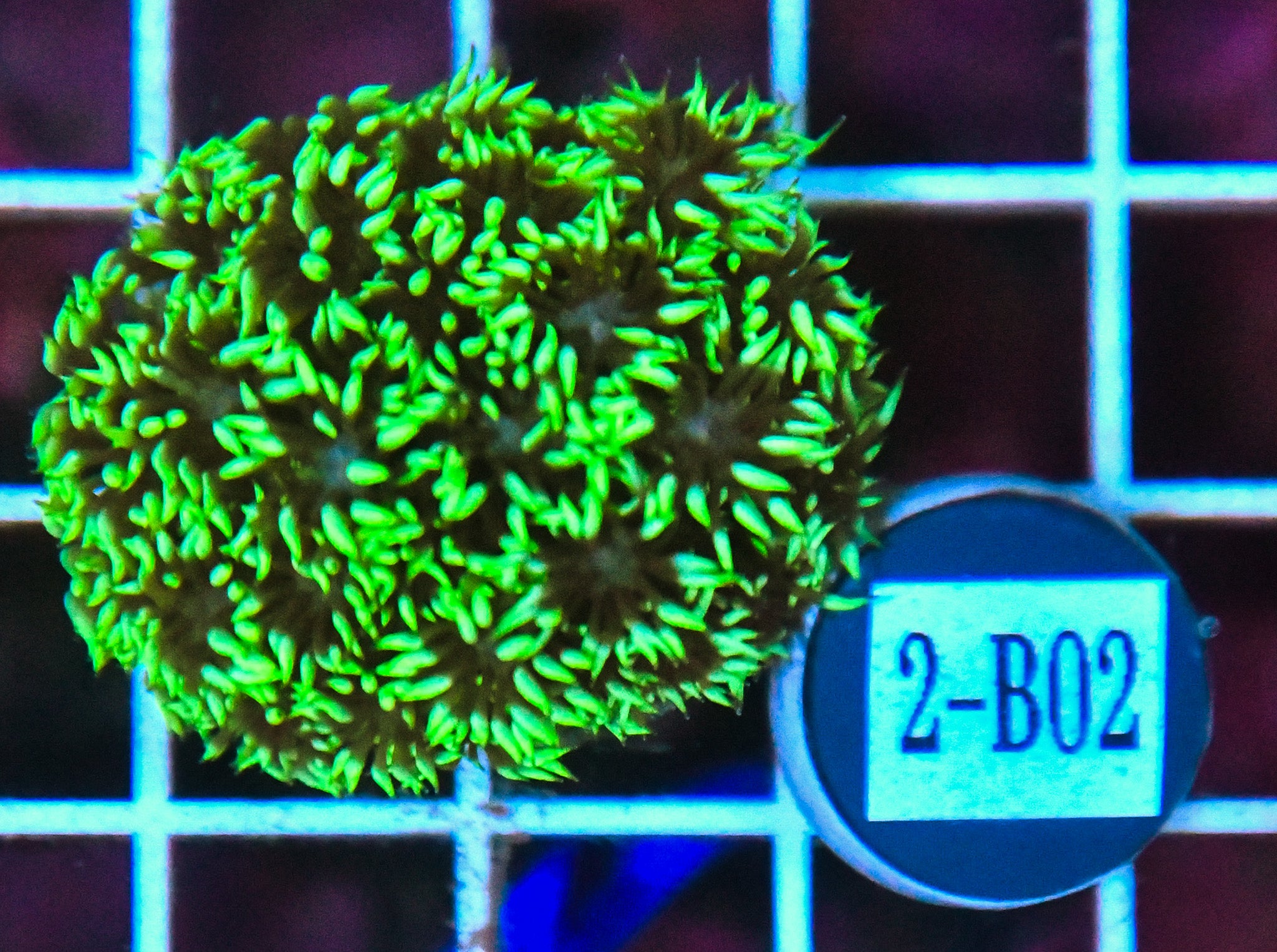 Goniopora WAUS