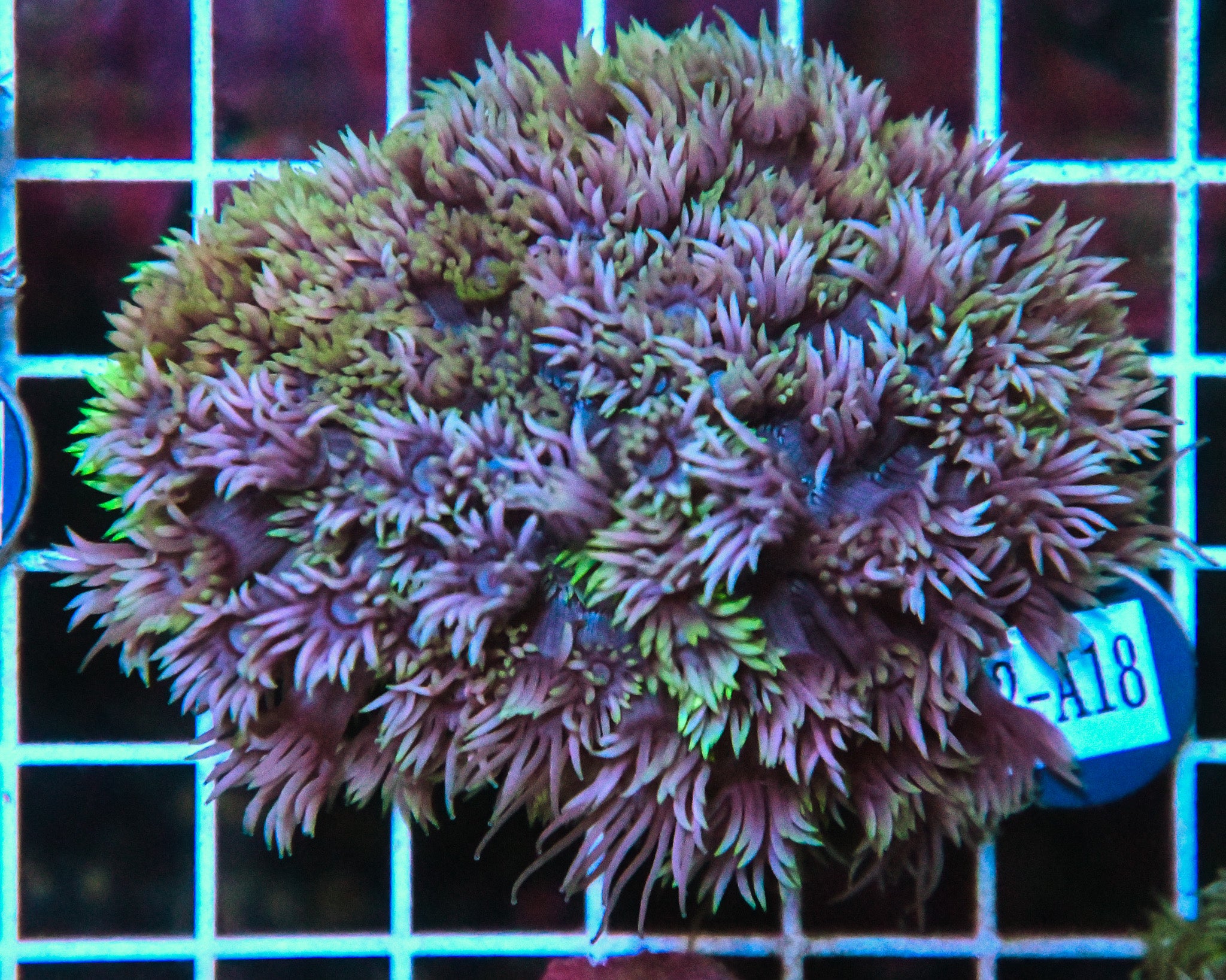 Goniopora WAUS