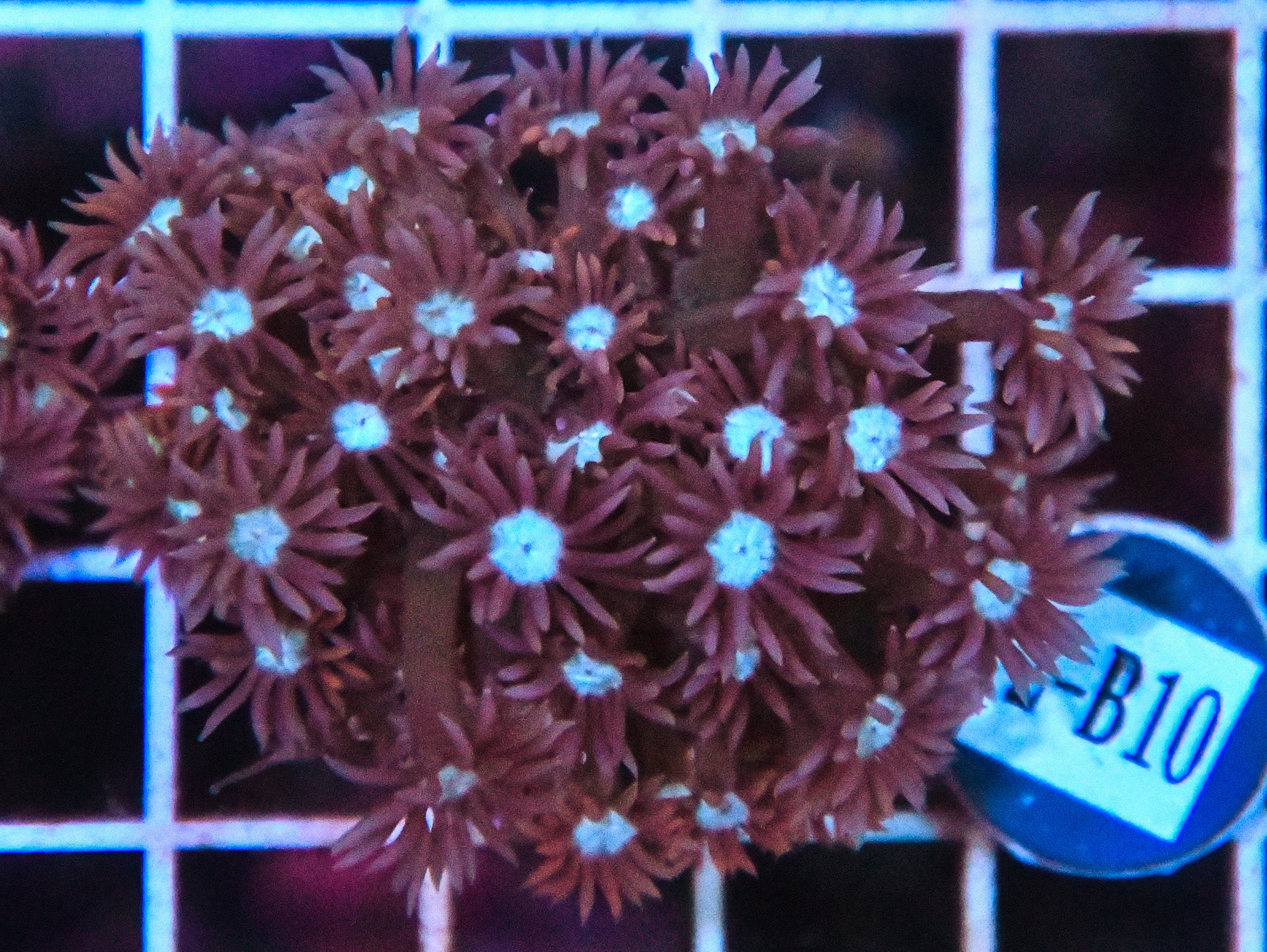 Goniopora WAUS