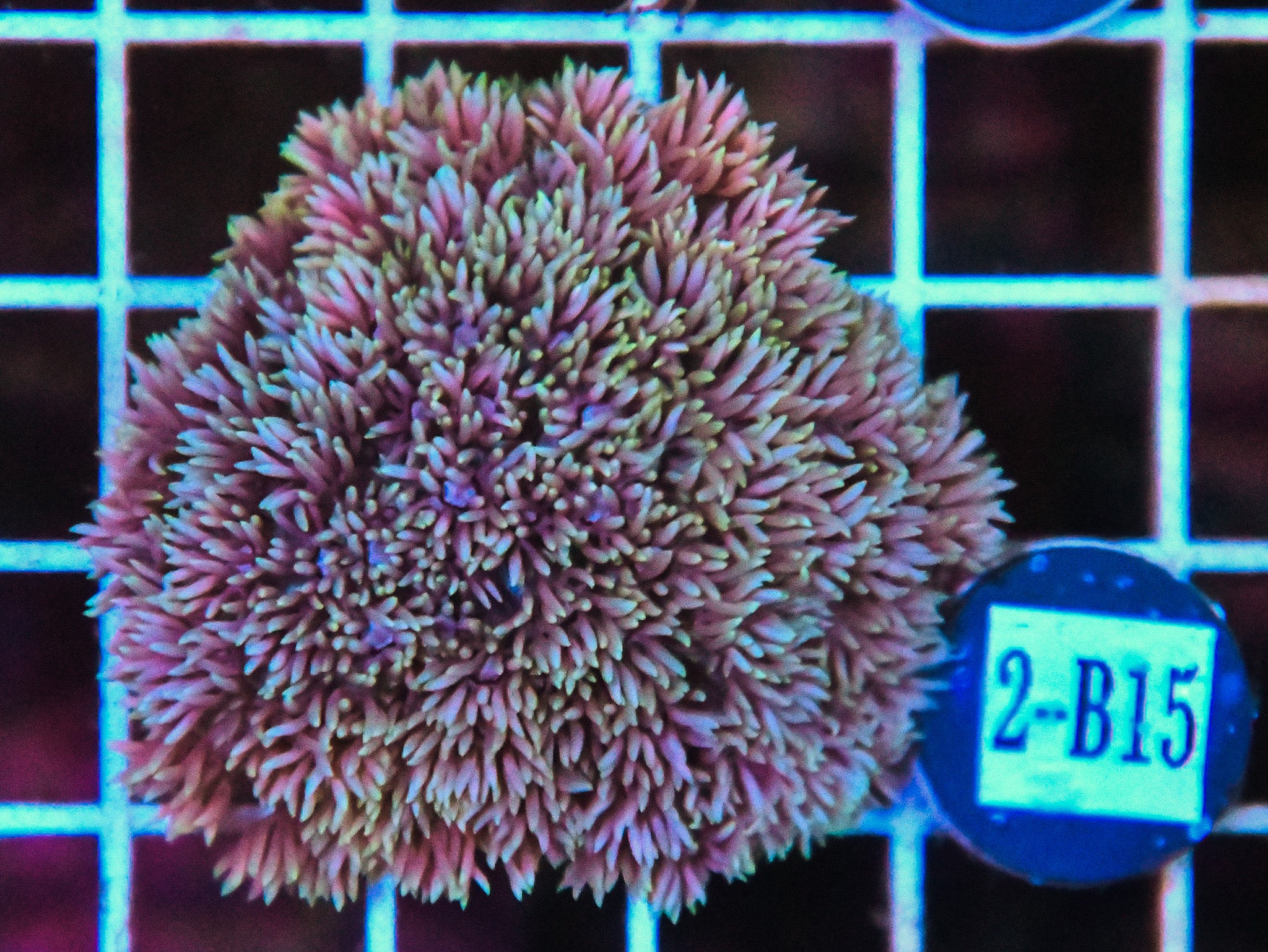 Goniopora WAUS