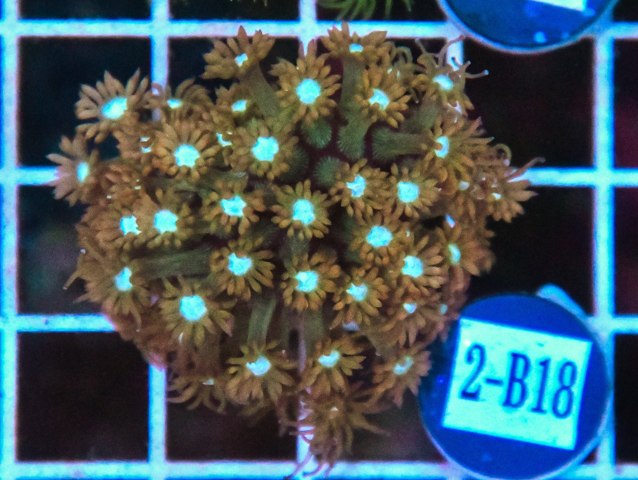 Goniopora WAUS