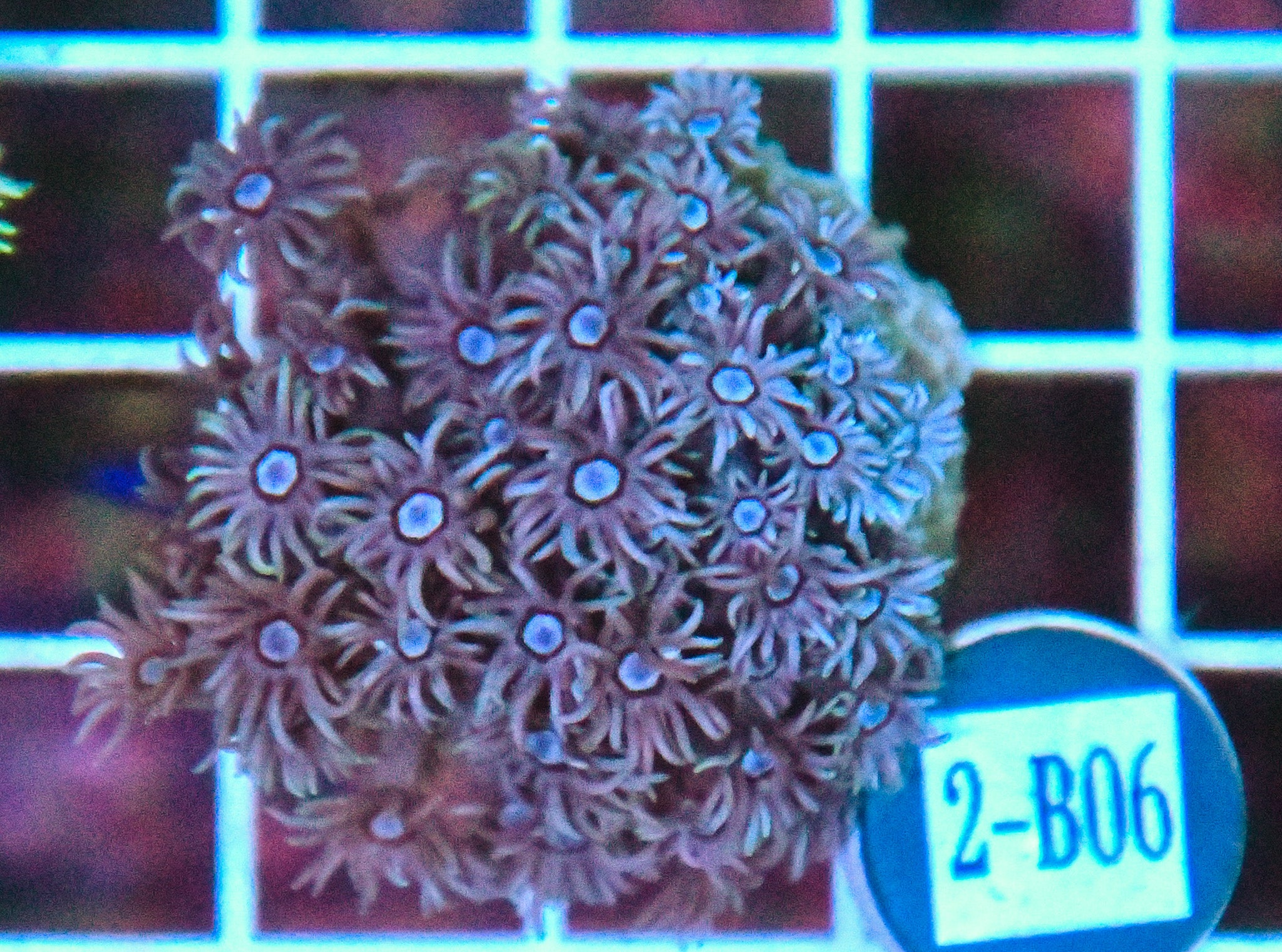Goniopora WAUS