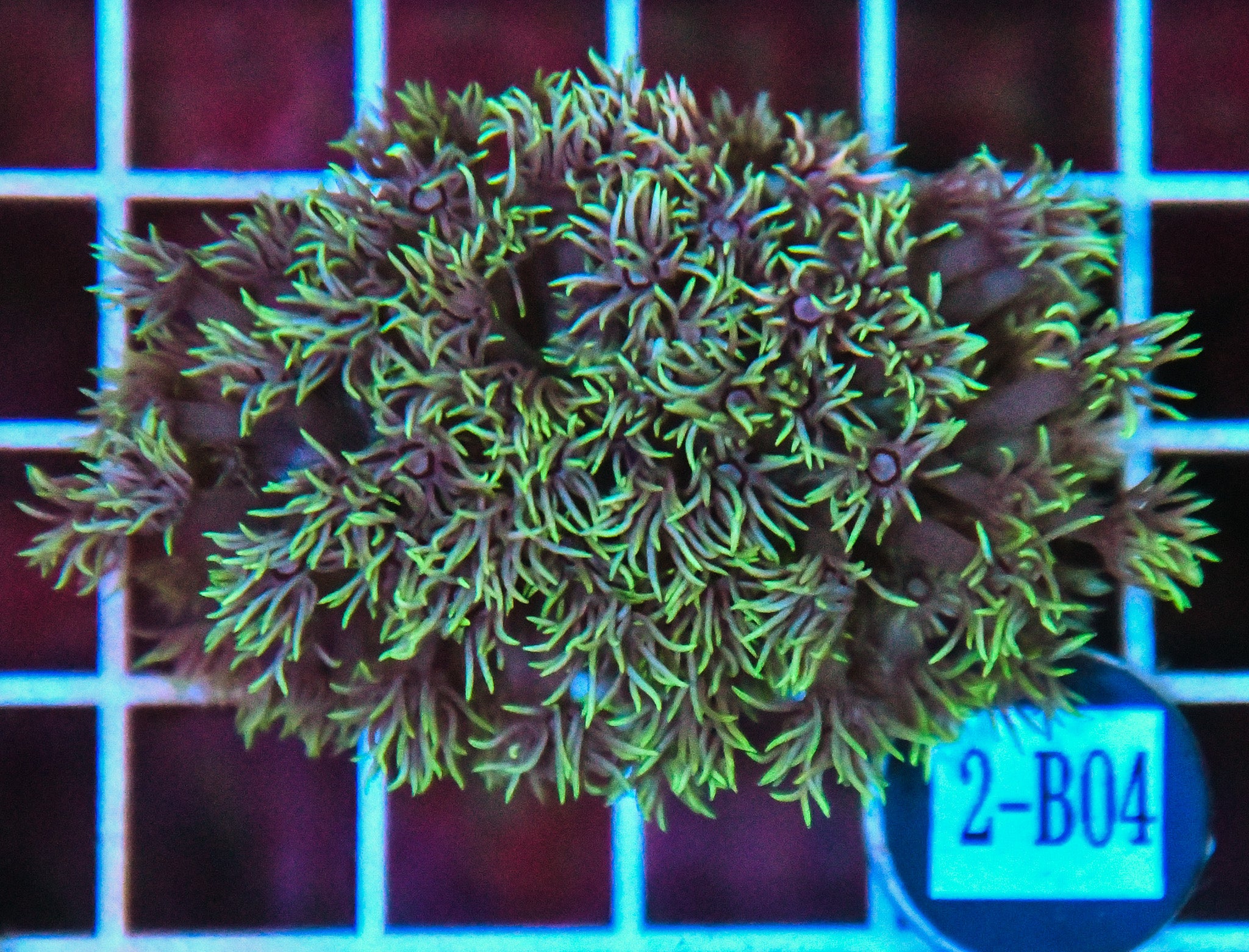 Goniopora WAUS
