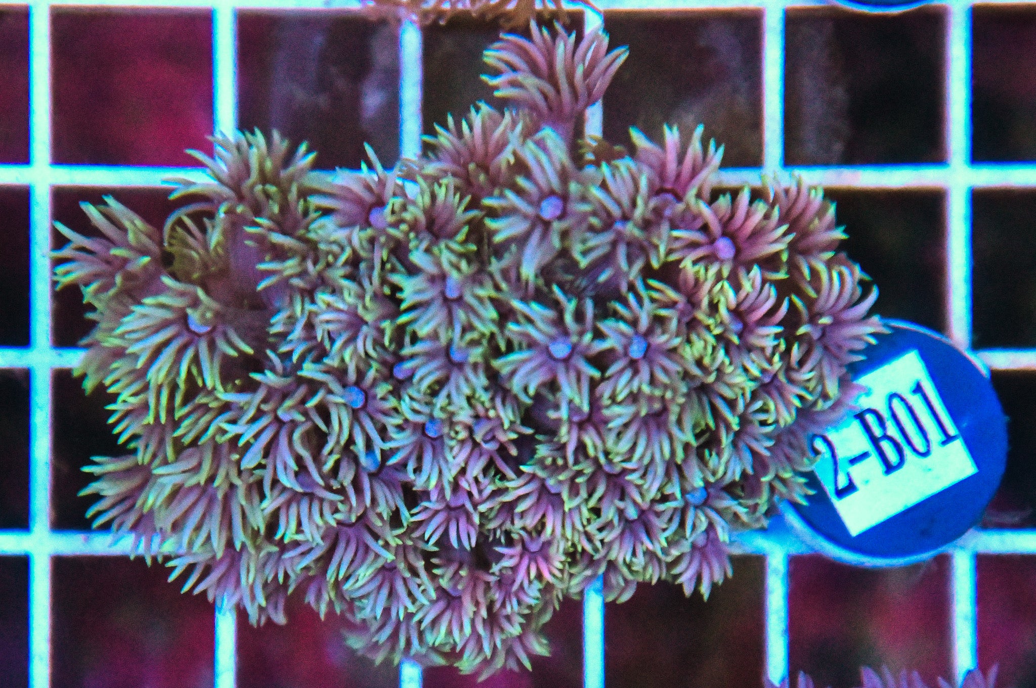 Goniopora WAUS