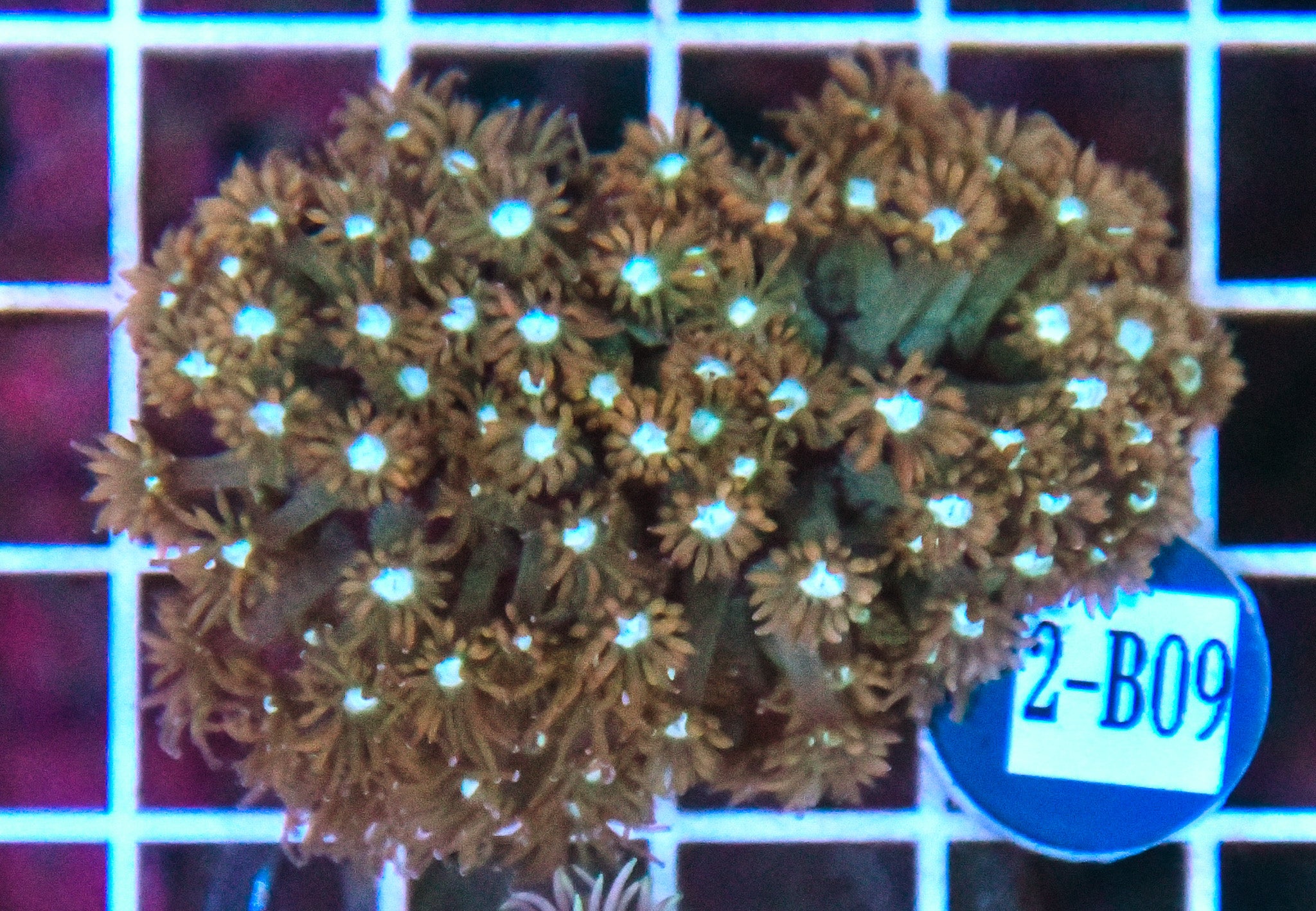 Goniopora WAUS