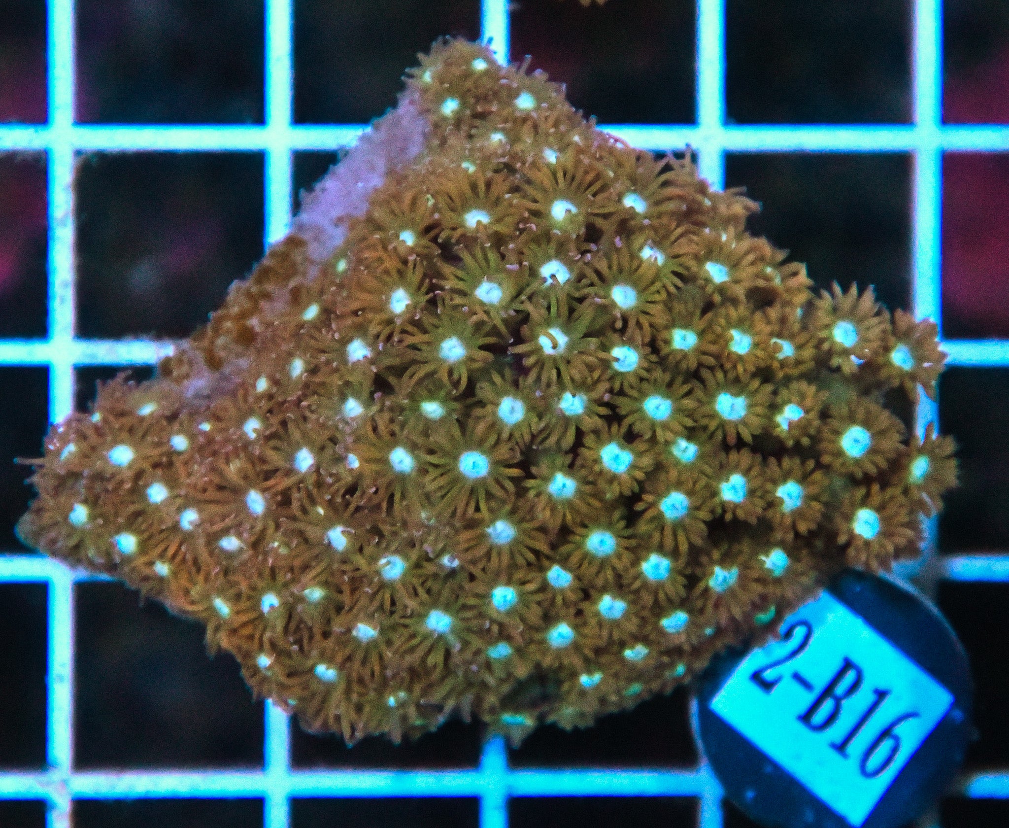 Goniopora WAUS