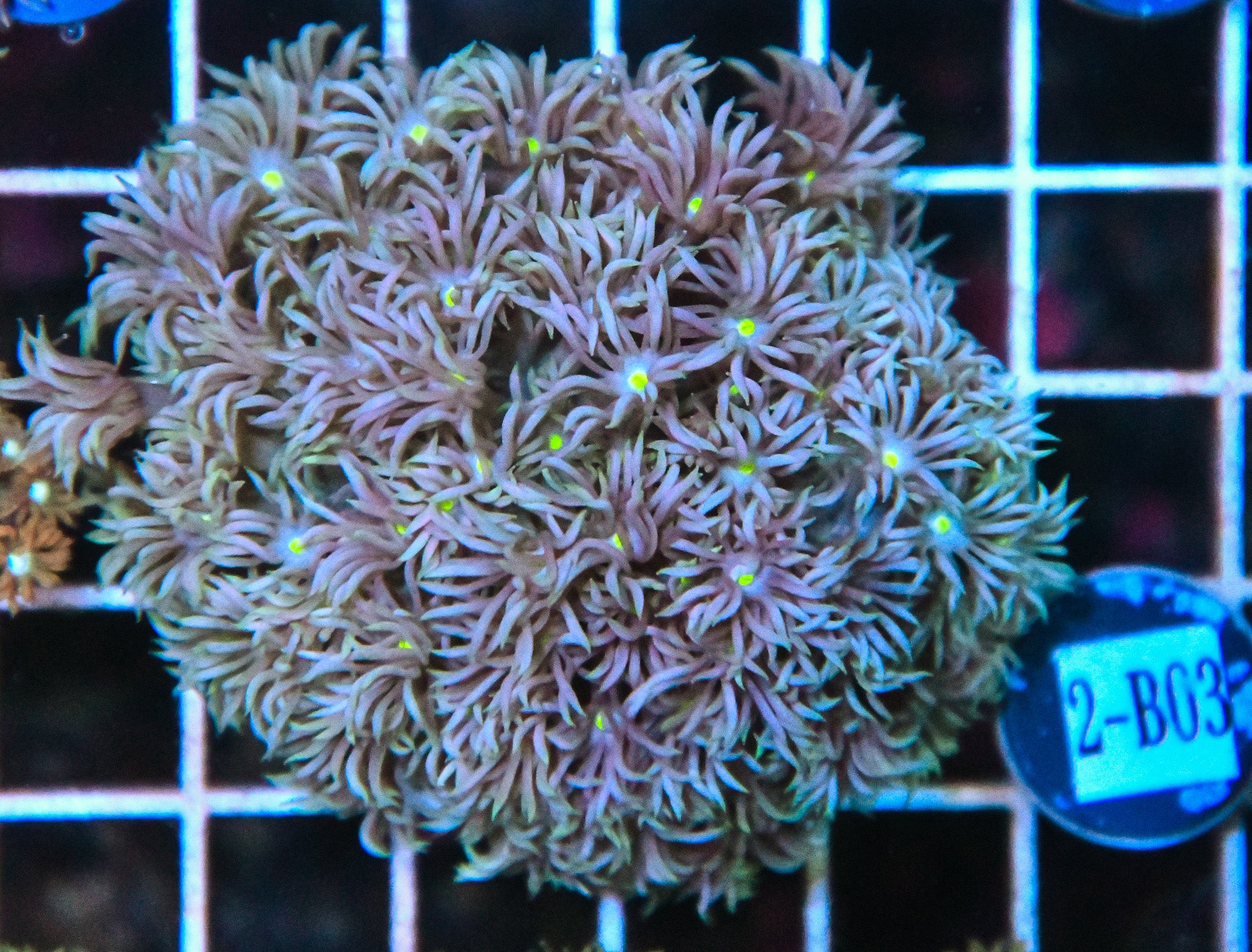 Goniopora WAUS