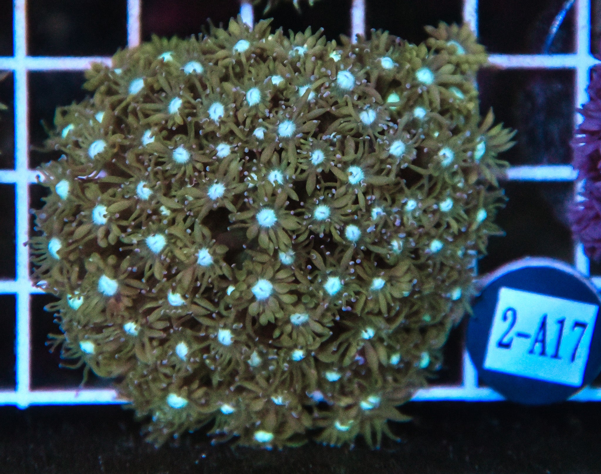 Goniopora WAUS