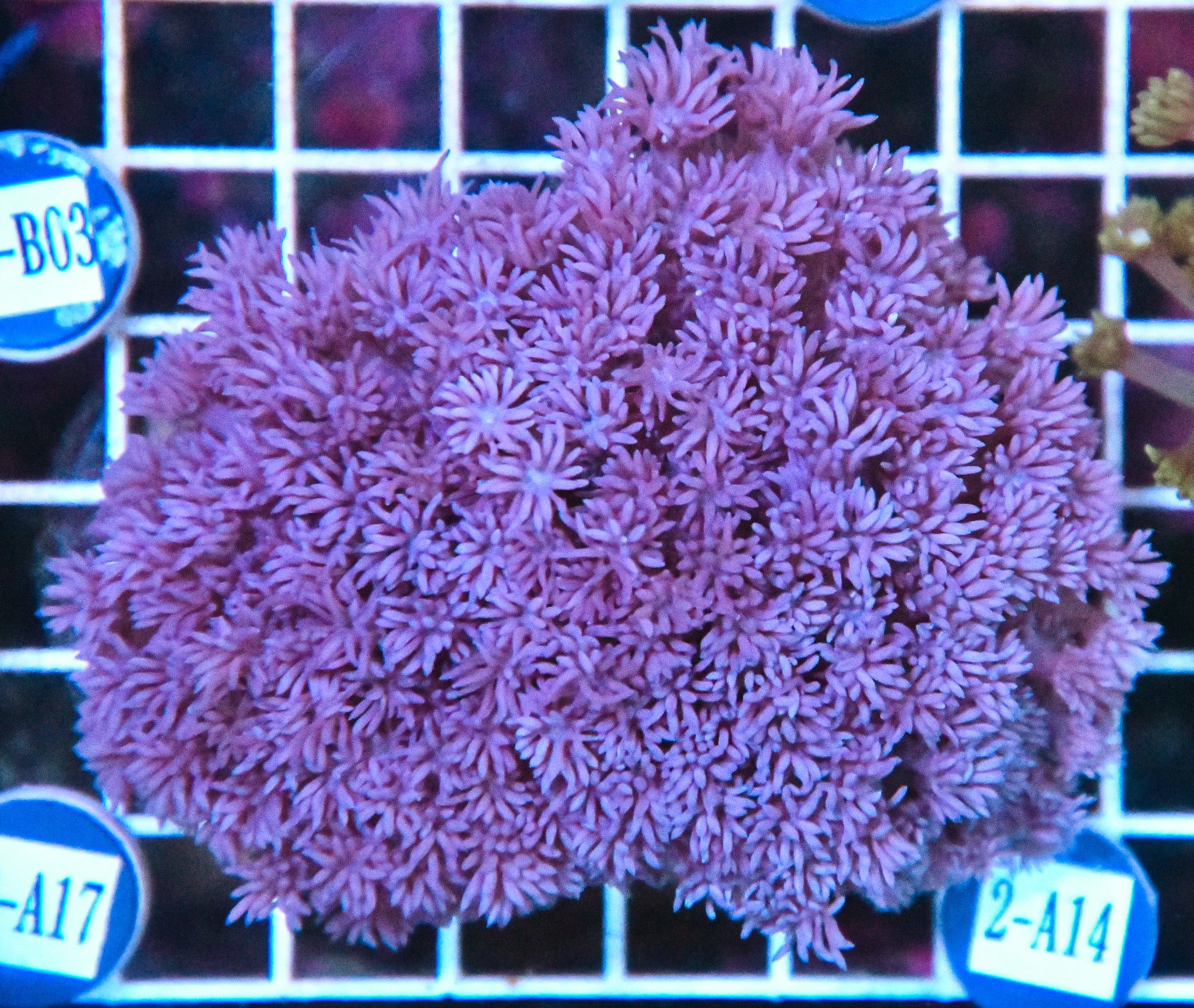 Goniopora WAUS