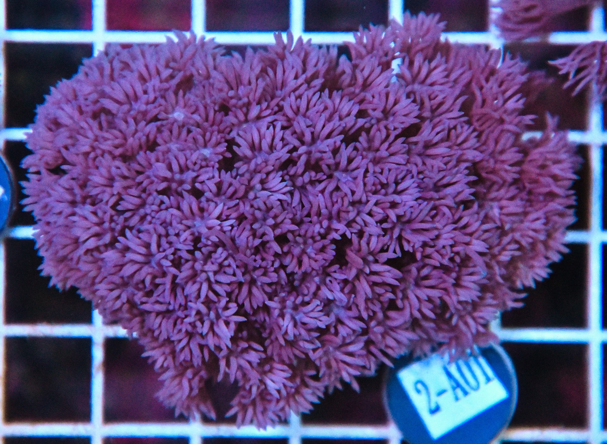 Goniopora WAUS