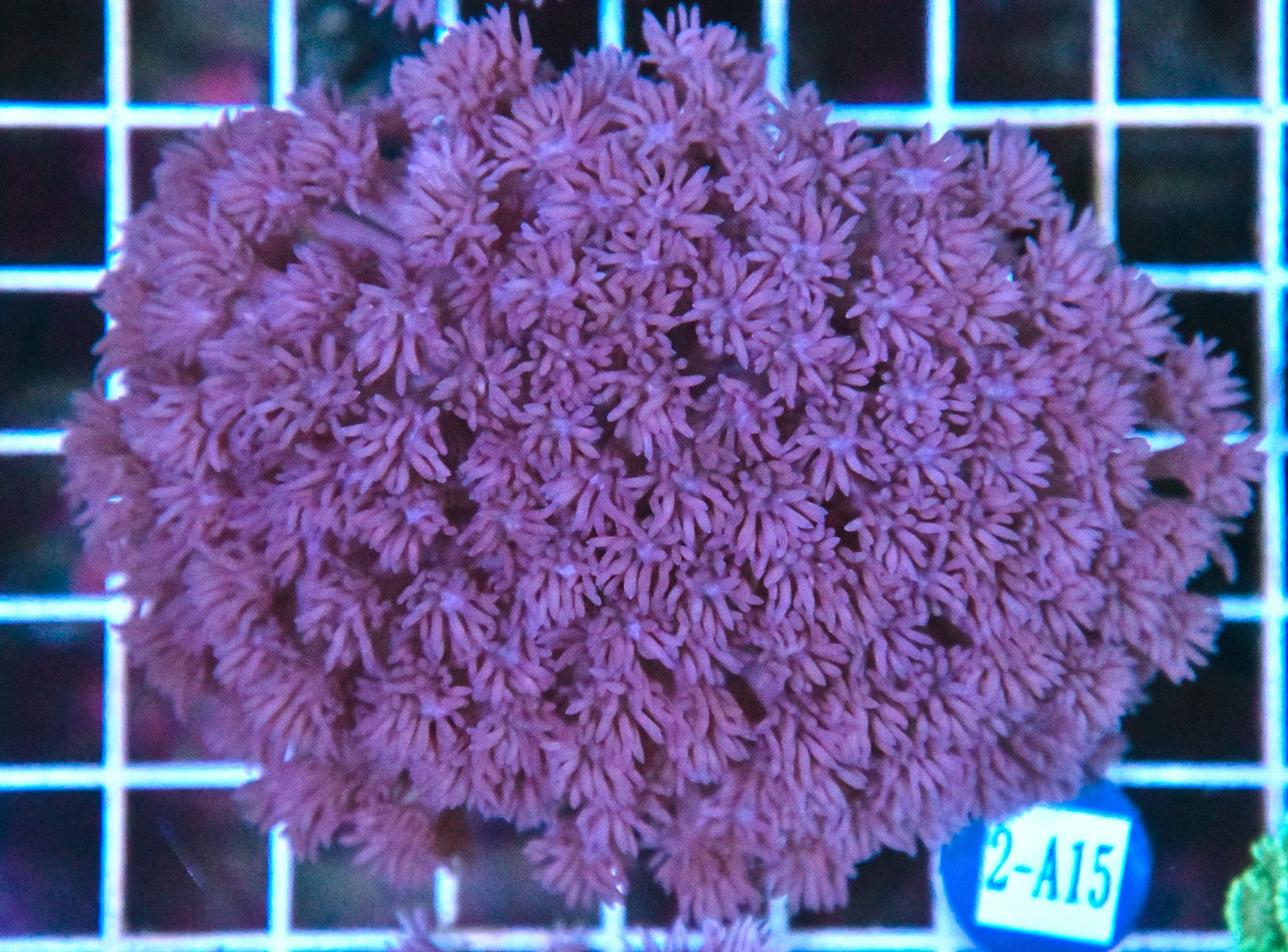 Goniopora WAUS