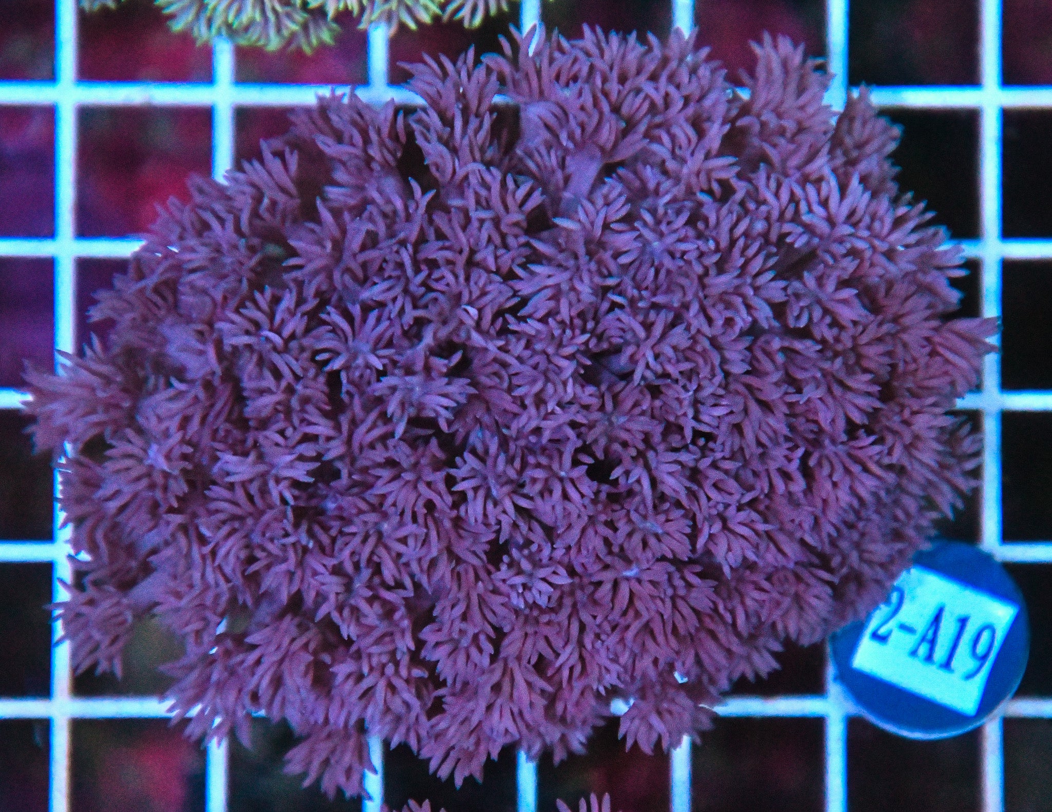 Goniopora WAUS