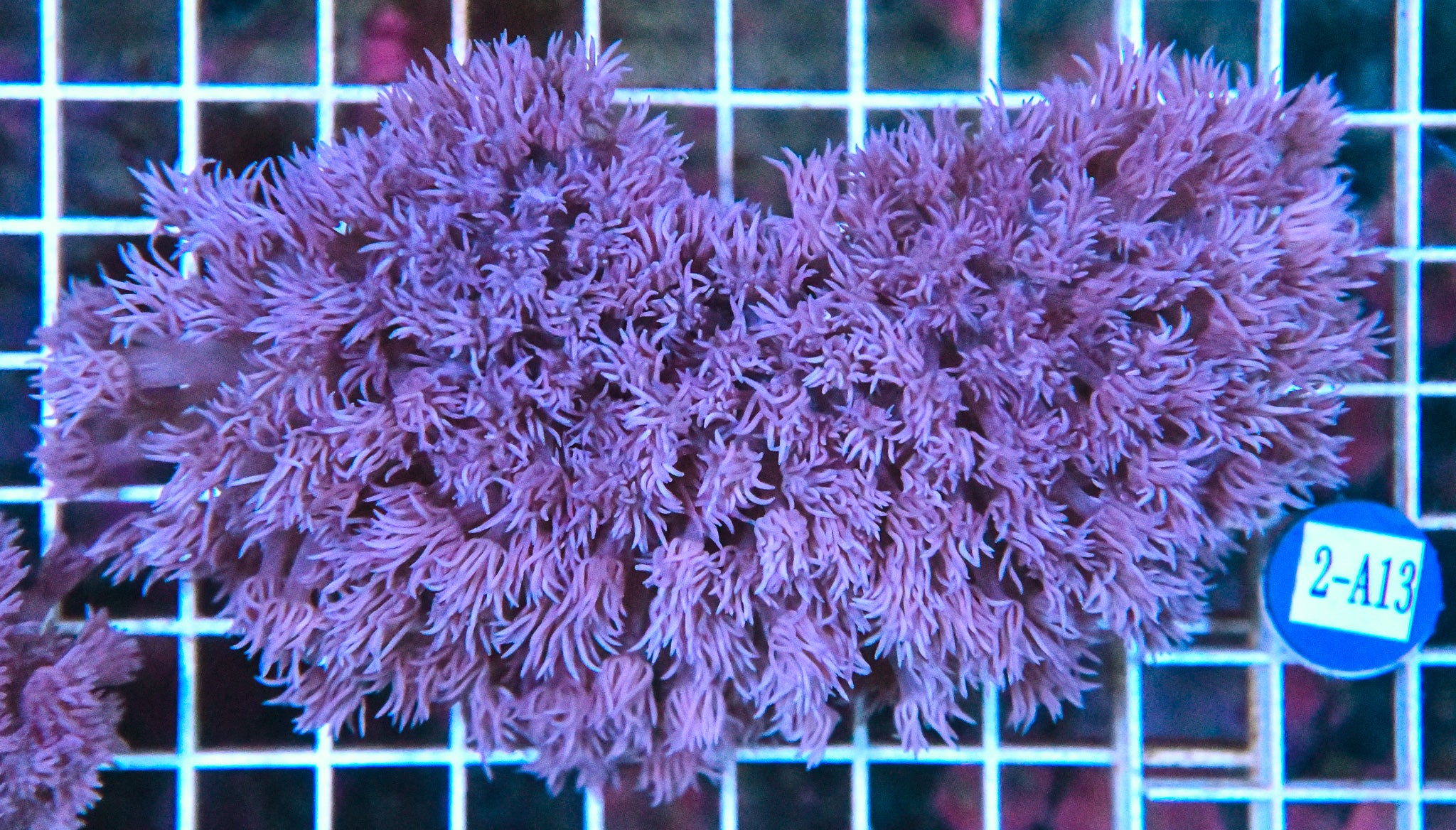 Goniopora WAUS