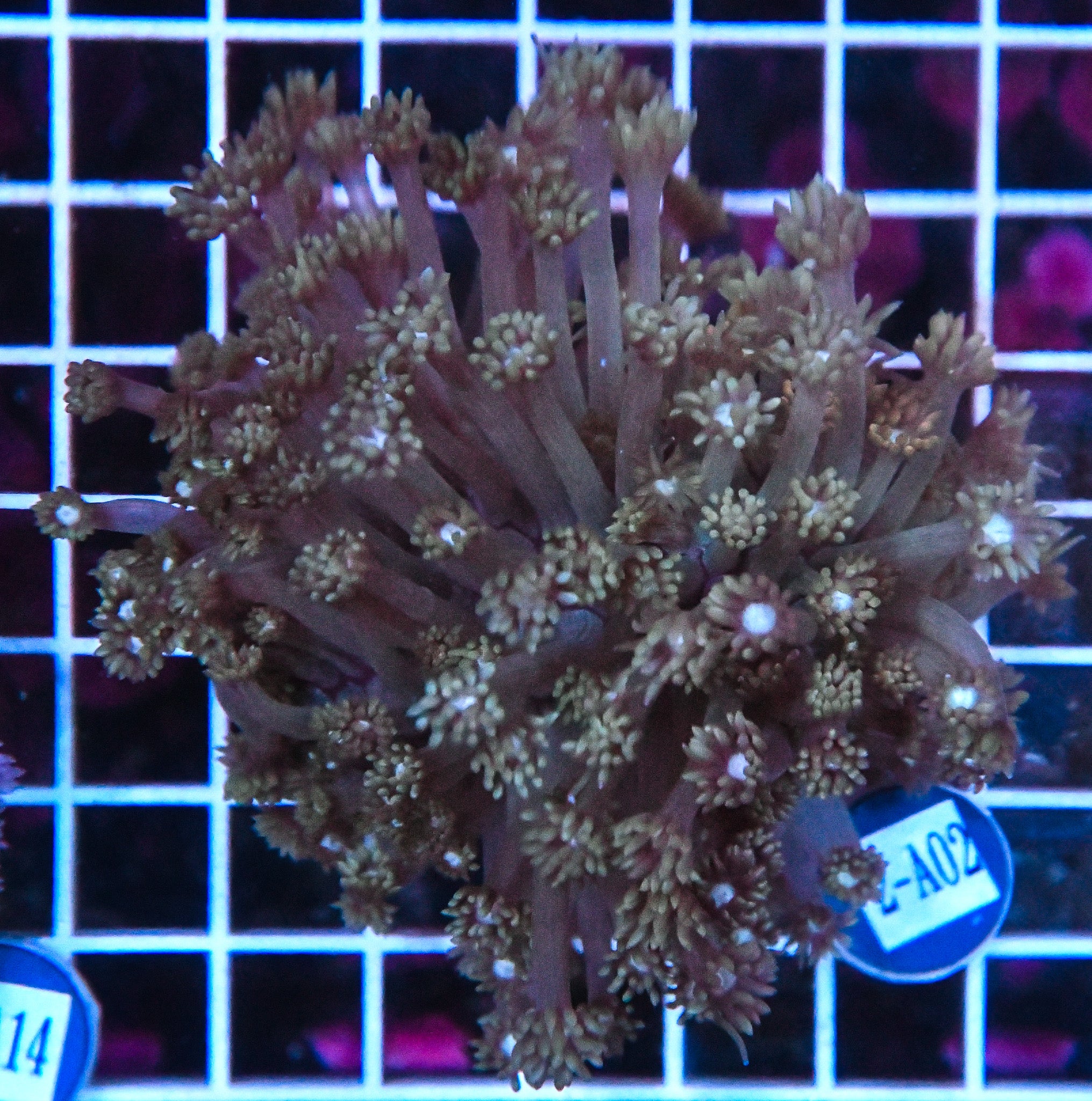 Goniopora WAUS