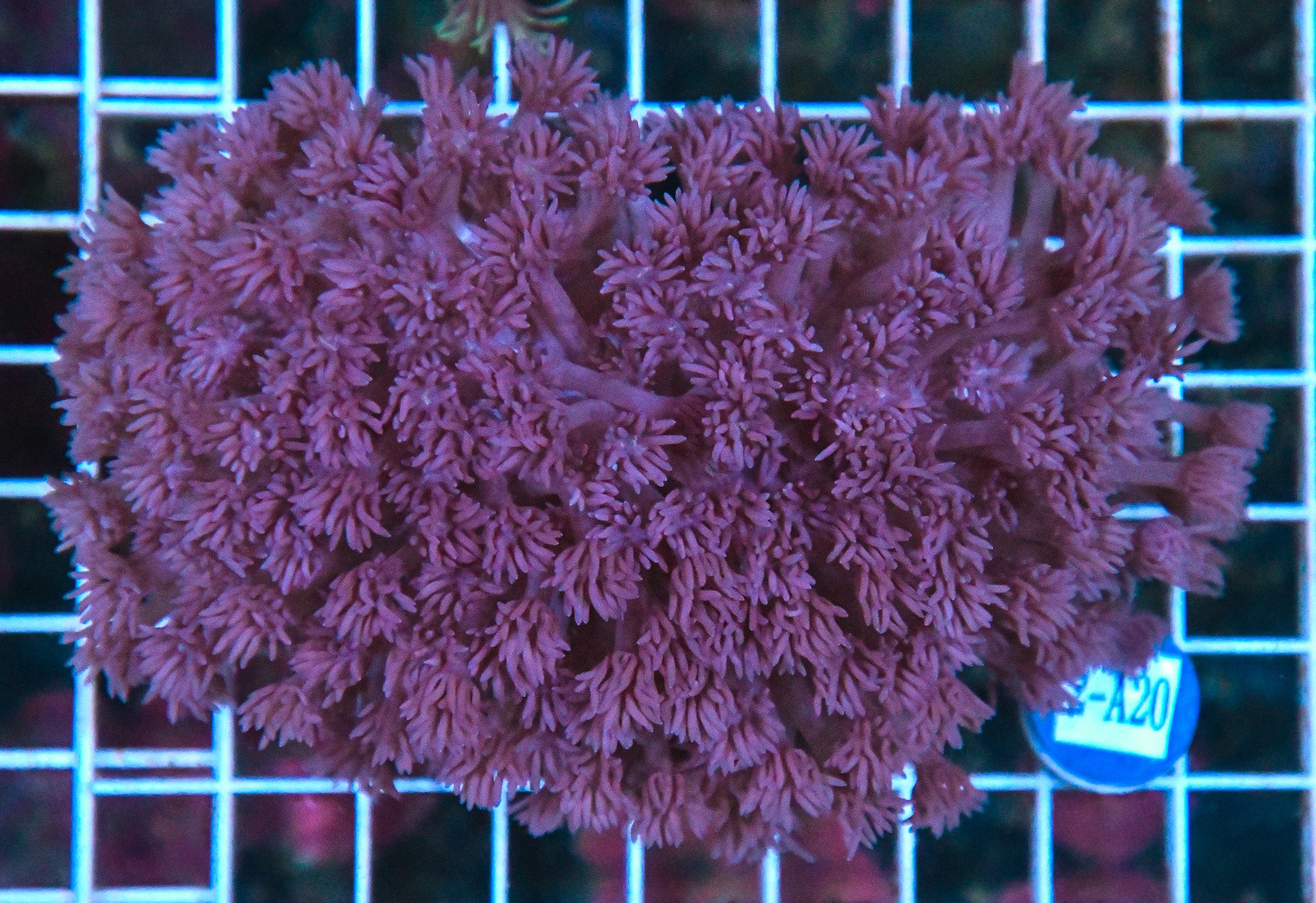 Goniopora WAUS