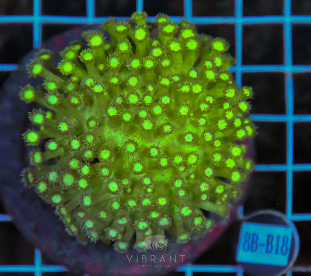 Goniopora Ultra INDO
