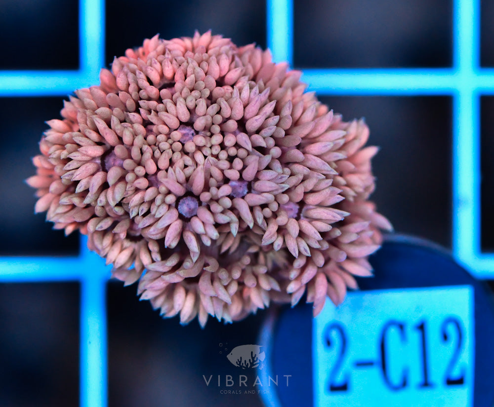 Frag Goniopora WAUS