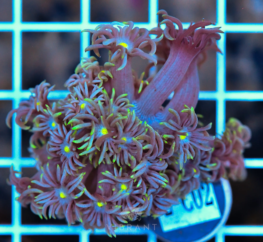 Frag Goniopora WAUS