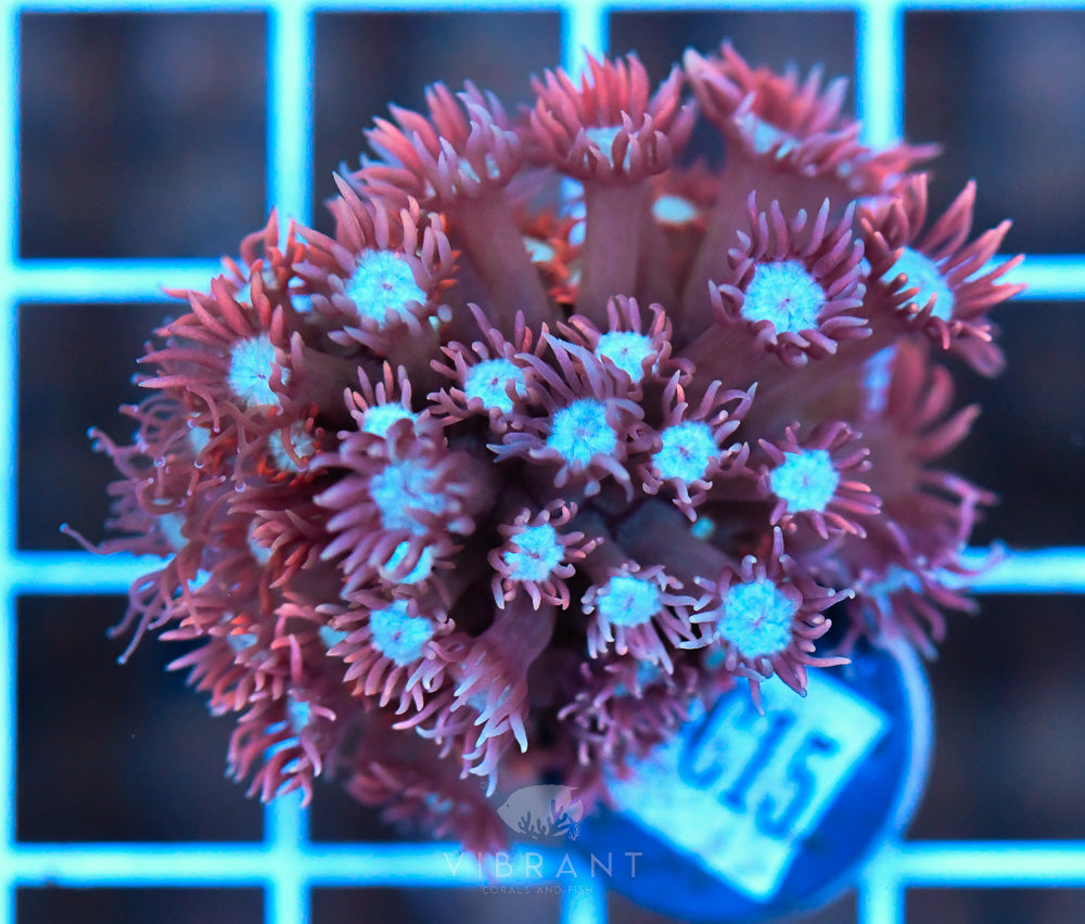 Frag Goniopora WAUS