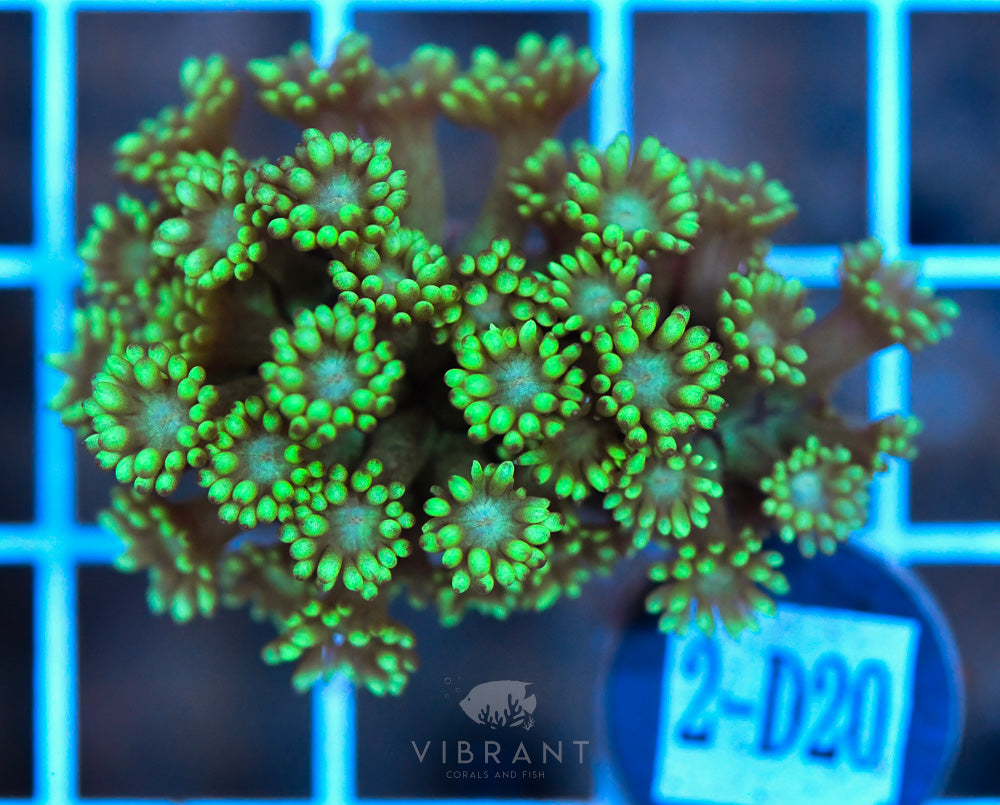 Frag Goniopora WAUS