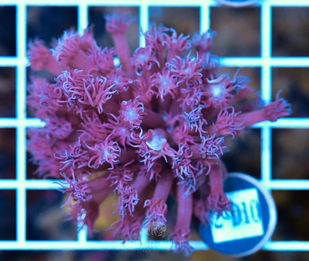 Frag Goniopora WAUS