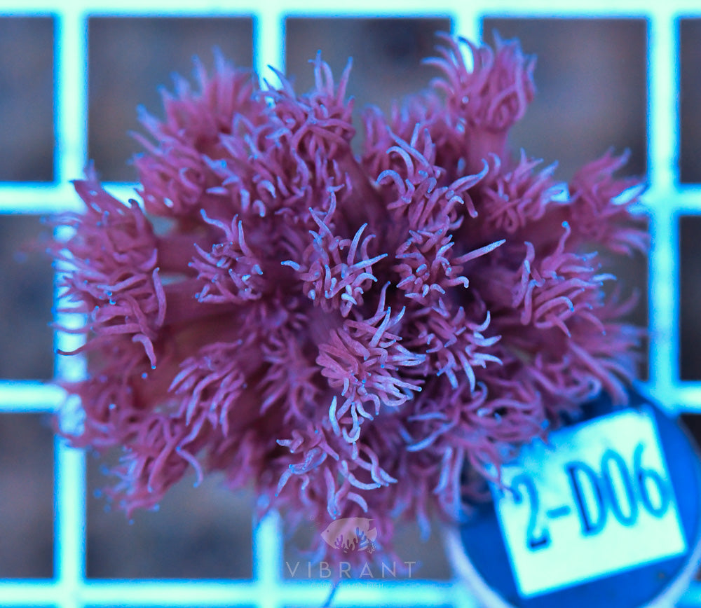 Frag Goniopora WAUS