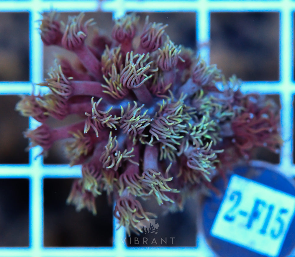 Frag Goniopora WAUS
