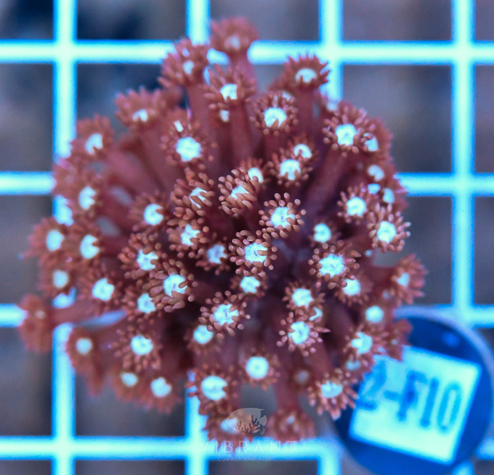Frag Goniopora WAUS