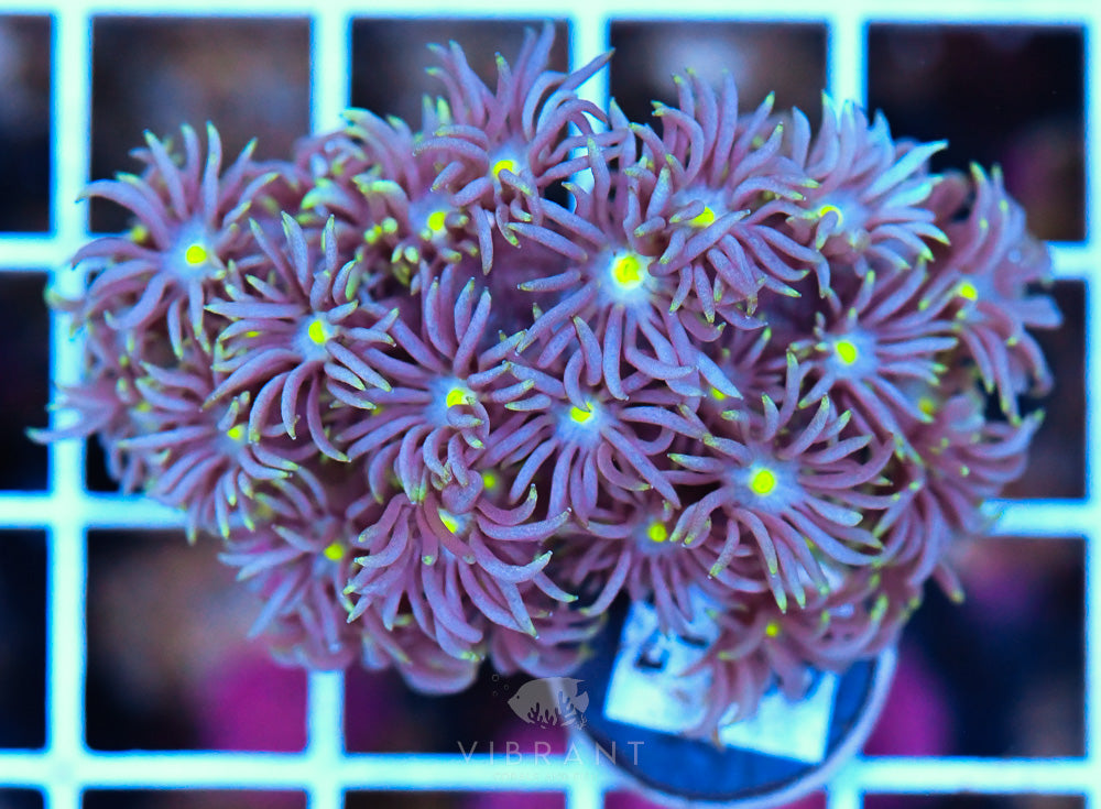 Frag Goniopora WAUS