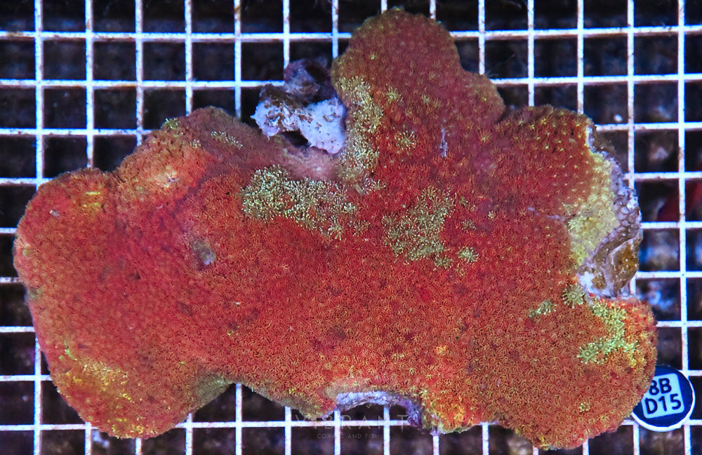 Goniopora Ultra AUS