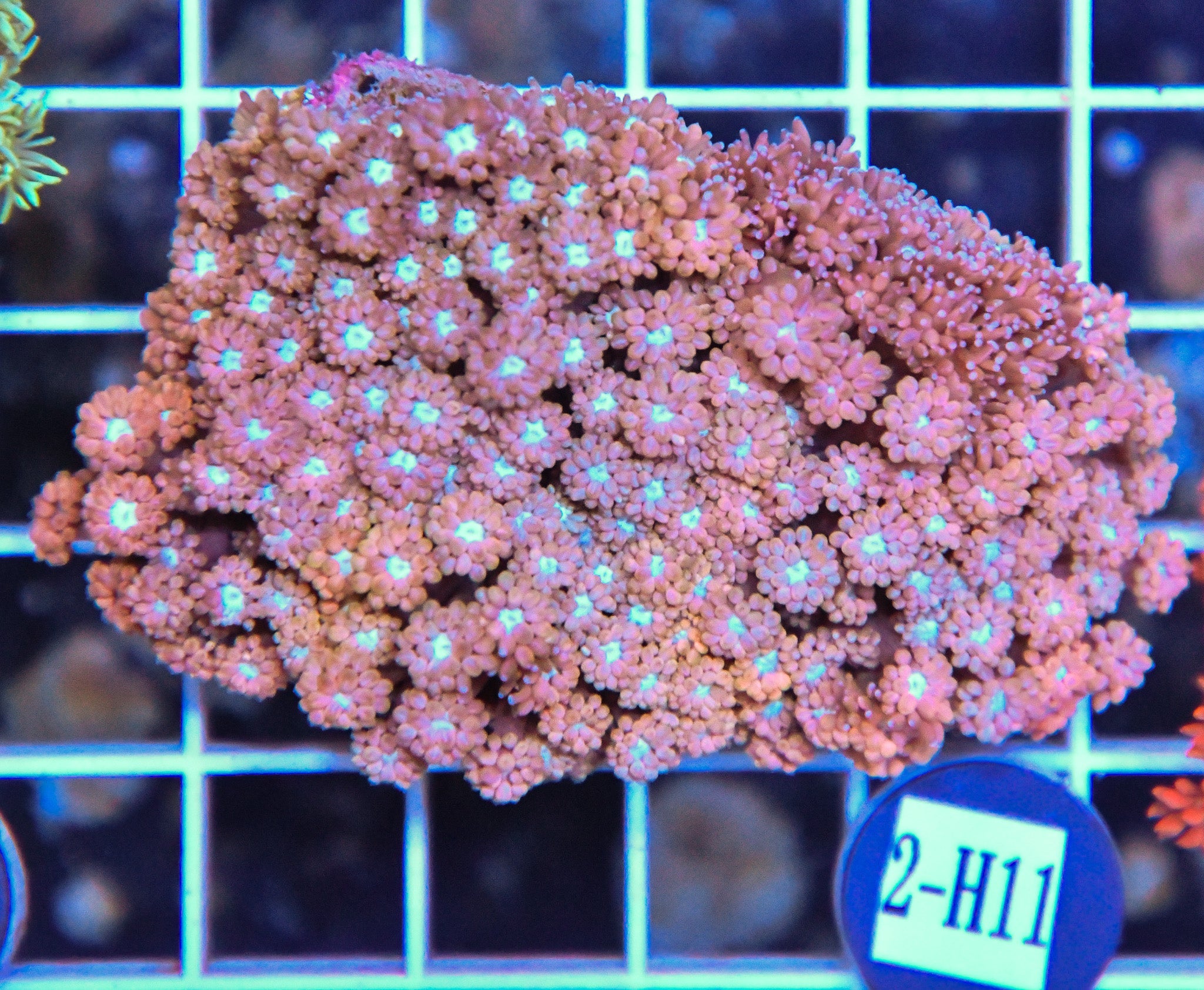 Goniopora Ultra AUS