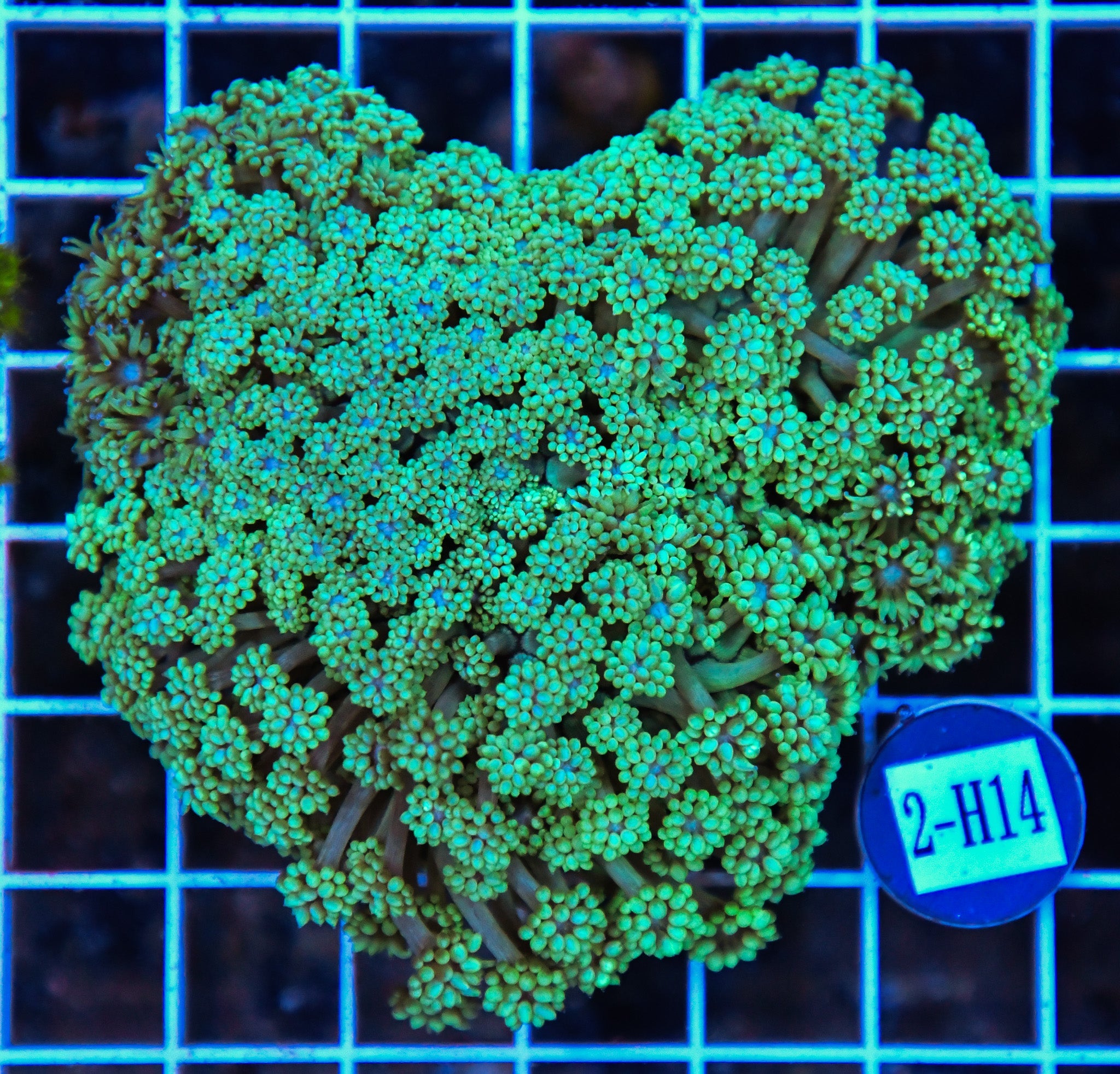 Goniopora Ultra AUS