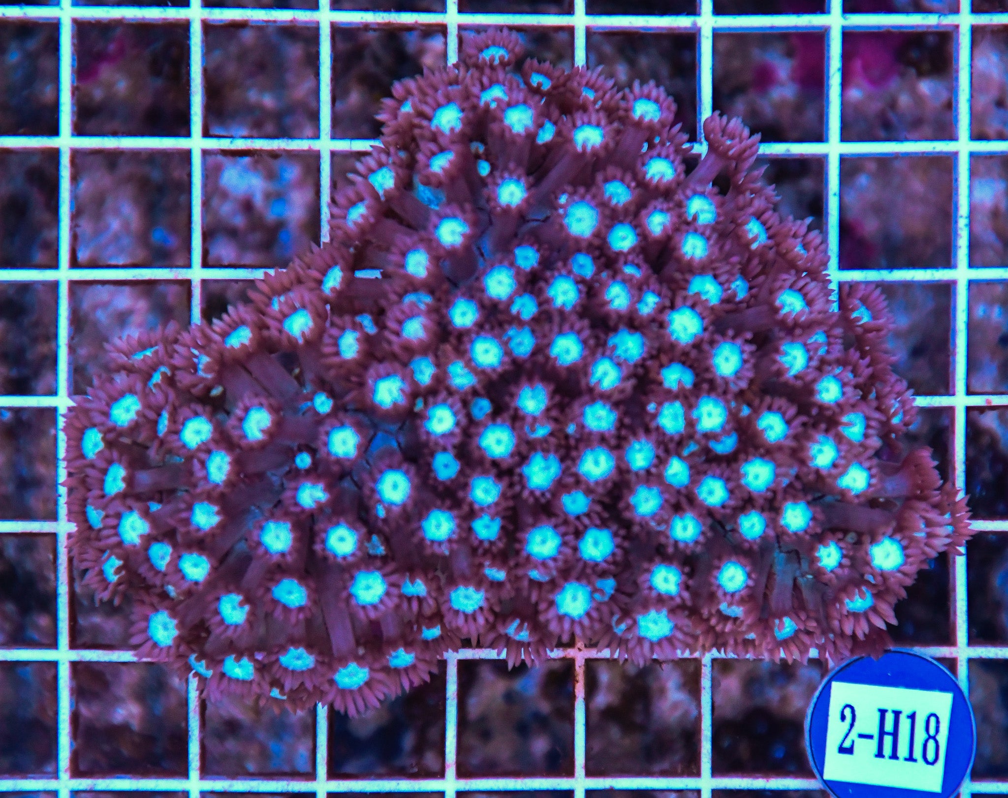 Goniopora Ultra AUS