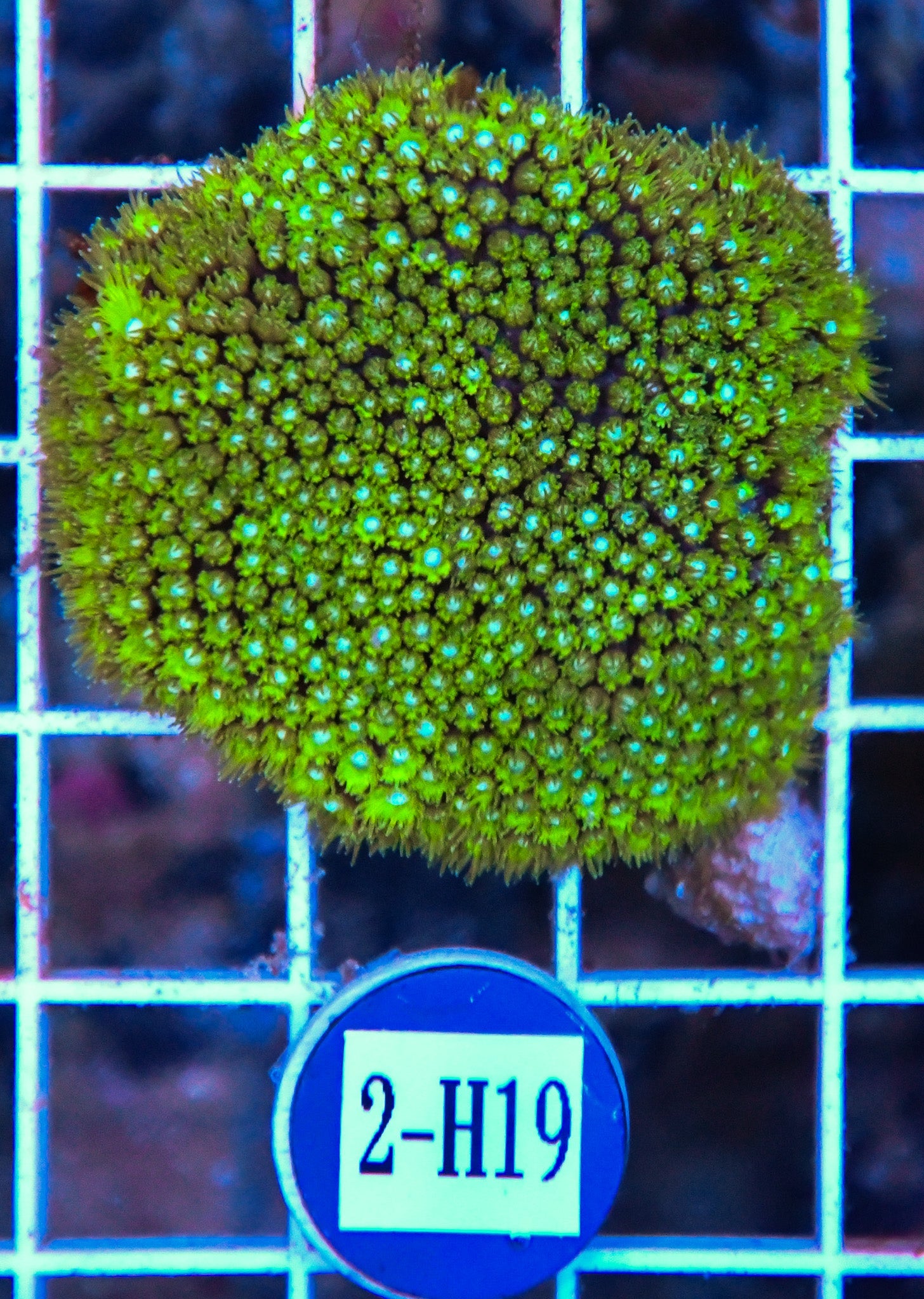 Goniopora Ultra AUS