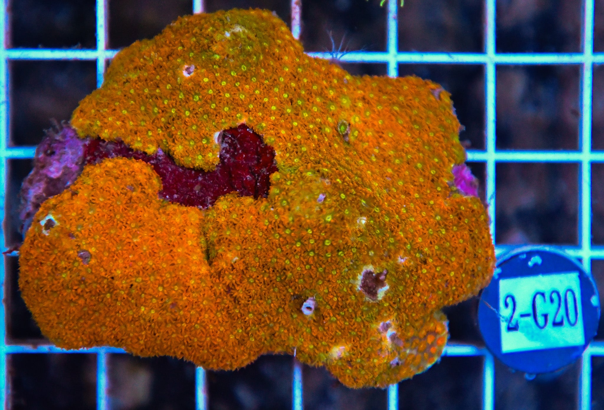 Goniopora Ultra AUS
