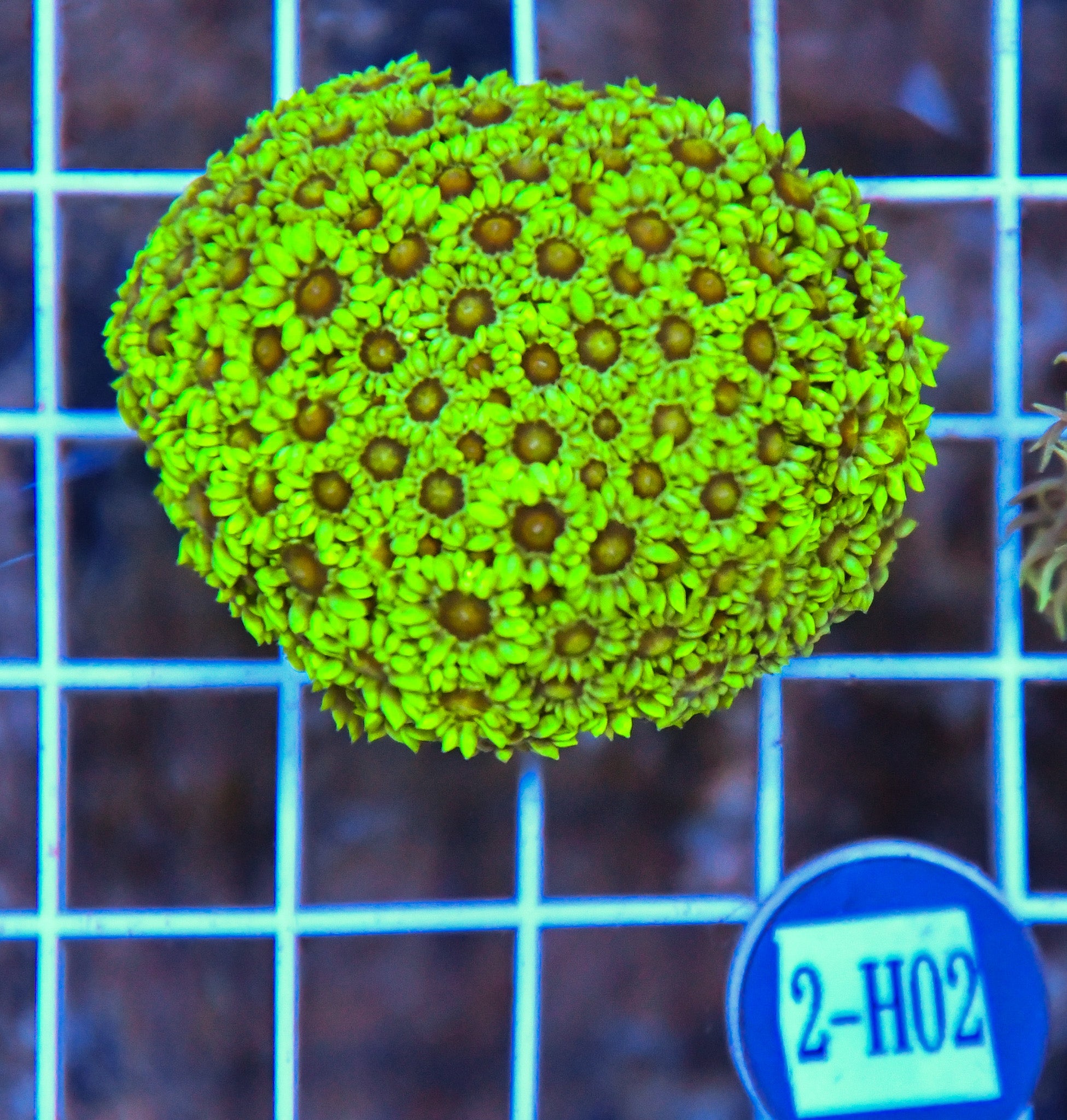 Goniopora Ultra SOL