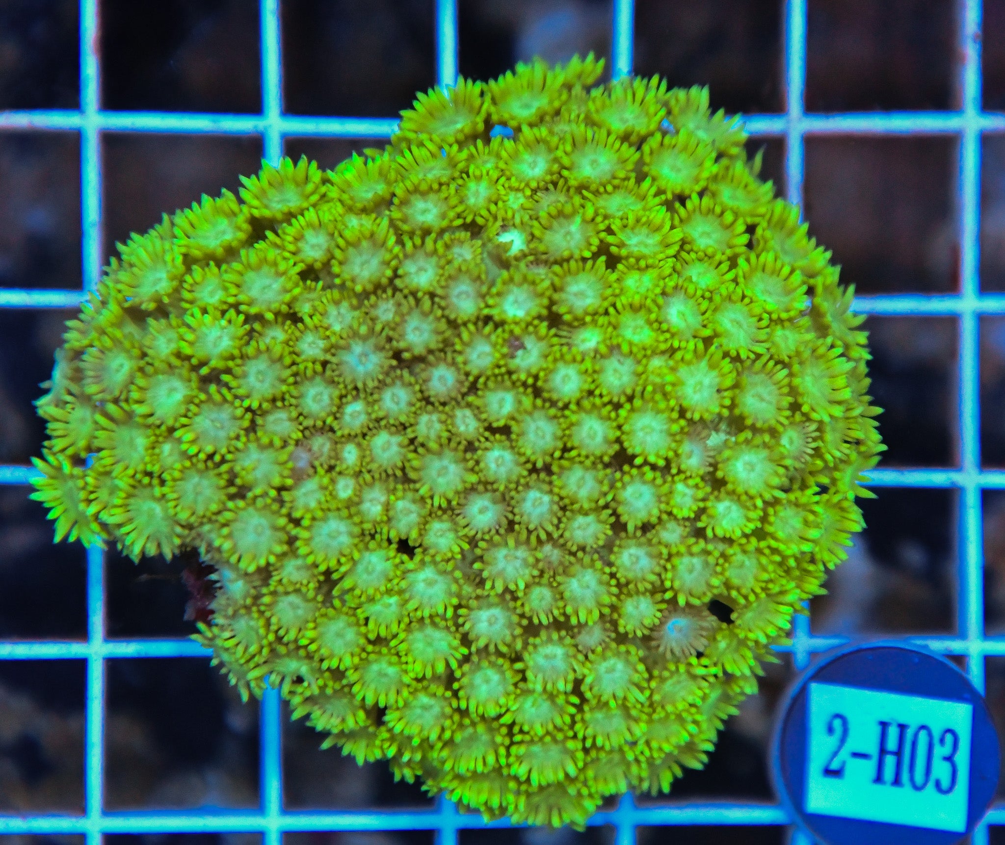 Goniopora Ultra SOL