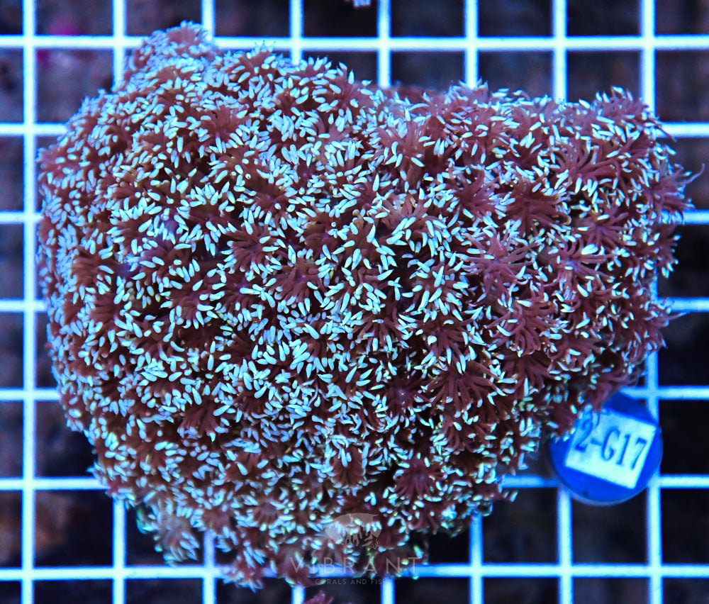 Goniopora Ultra WAUS