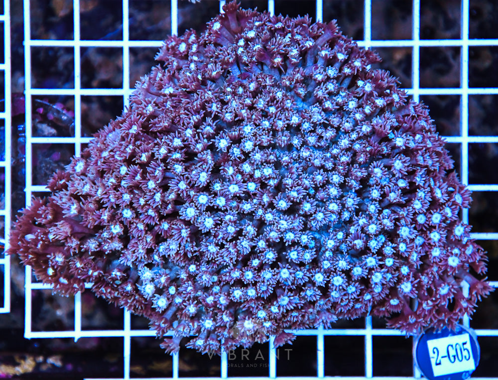 Goniopora Ultra WAUS