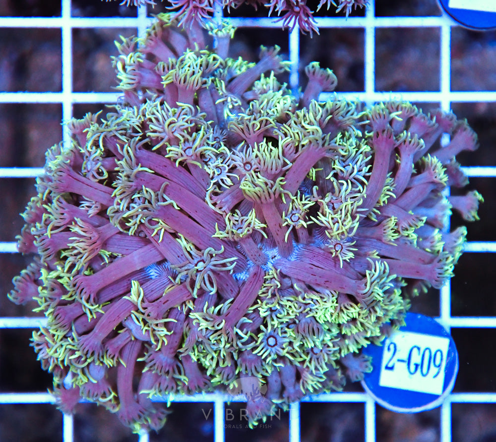 Goniopora Ultra WAUS