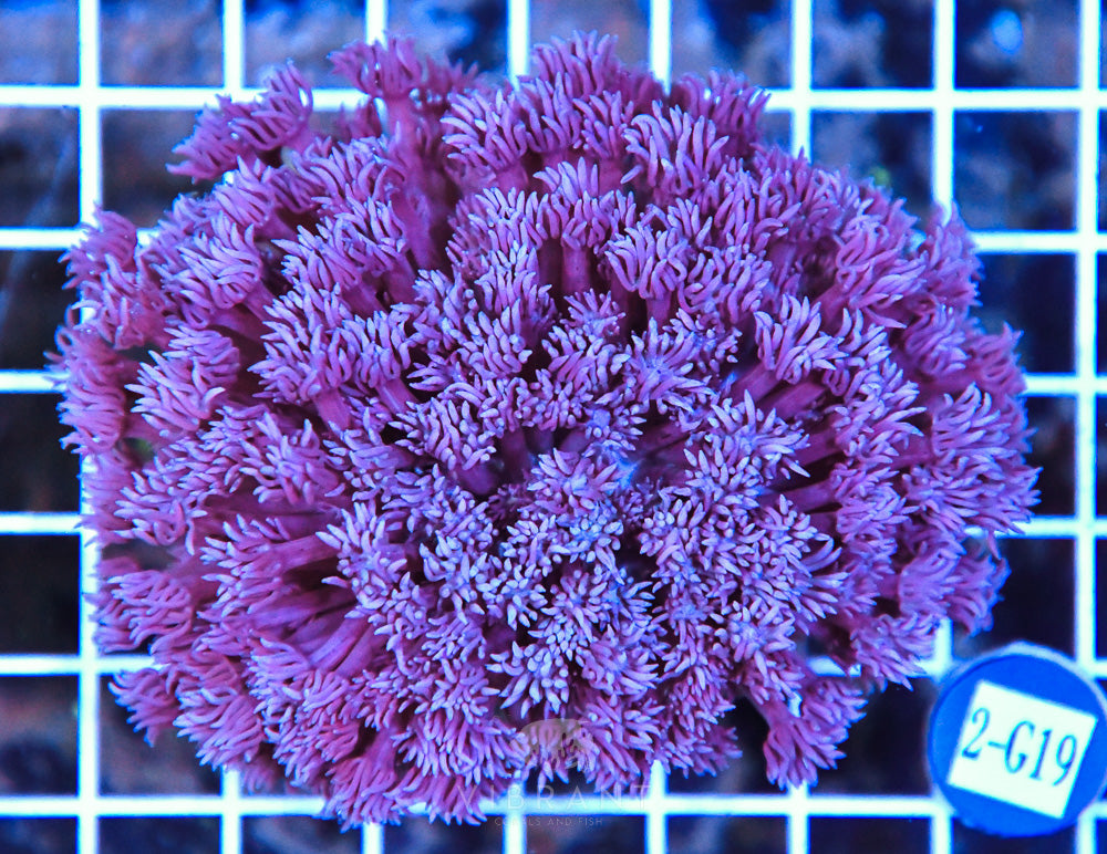 Goniopora Ultra WAUS