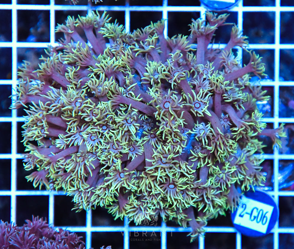 Goniopora Ultra WAUS