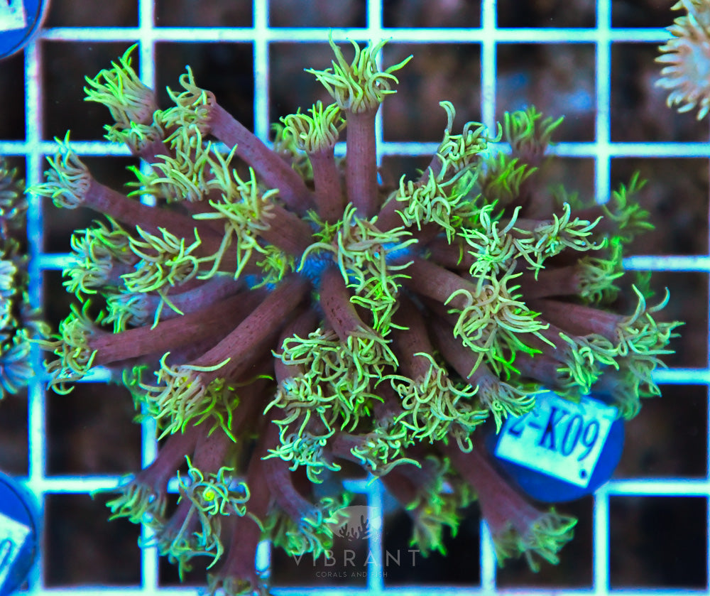 Goniopora WAUS