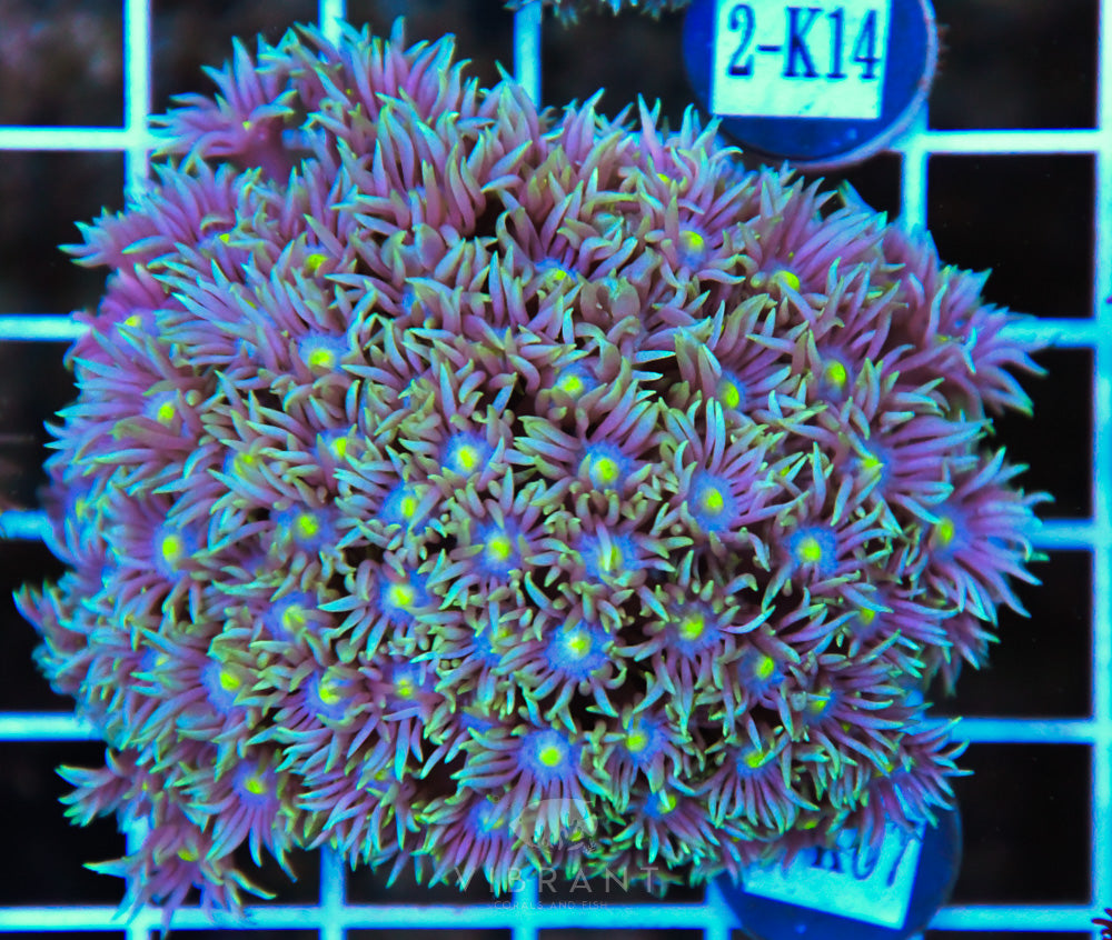 Goniopora WAUS