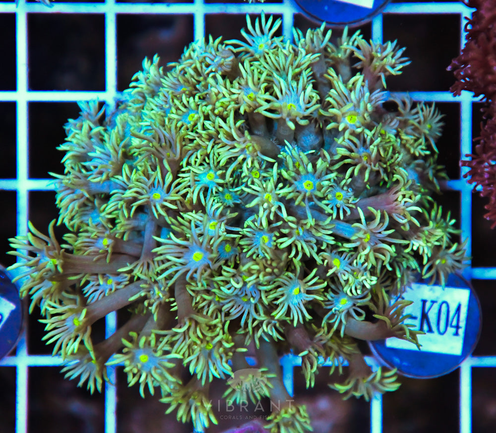 Goniopora WAUS